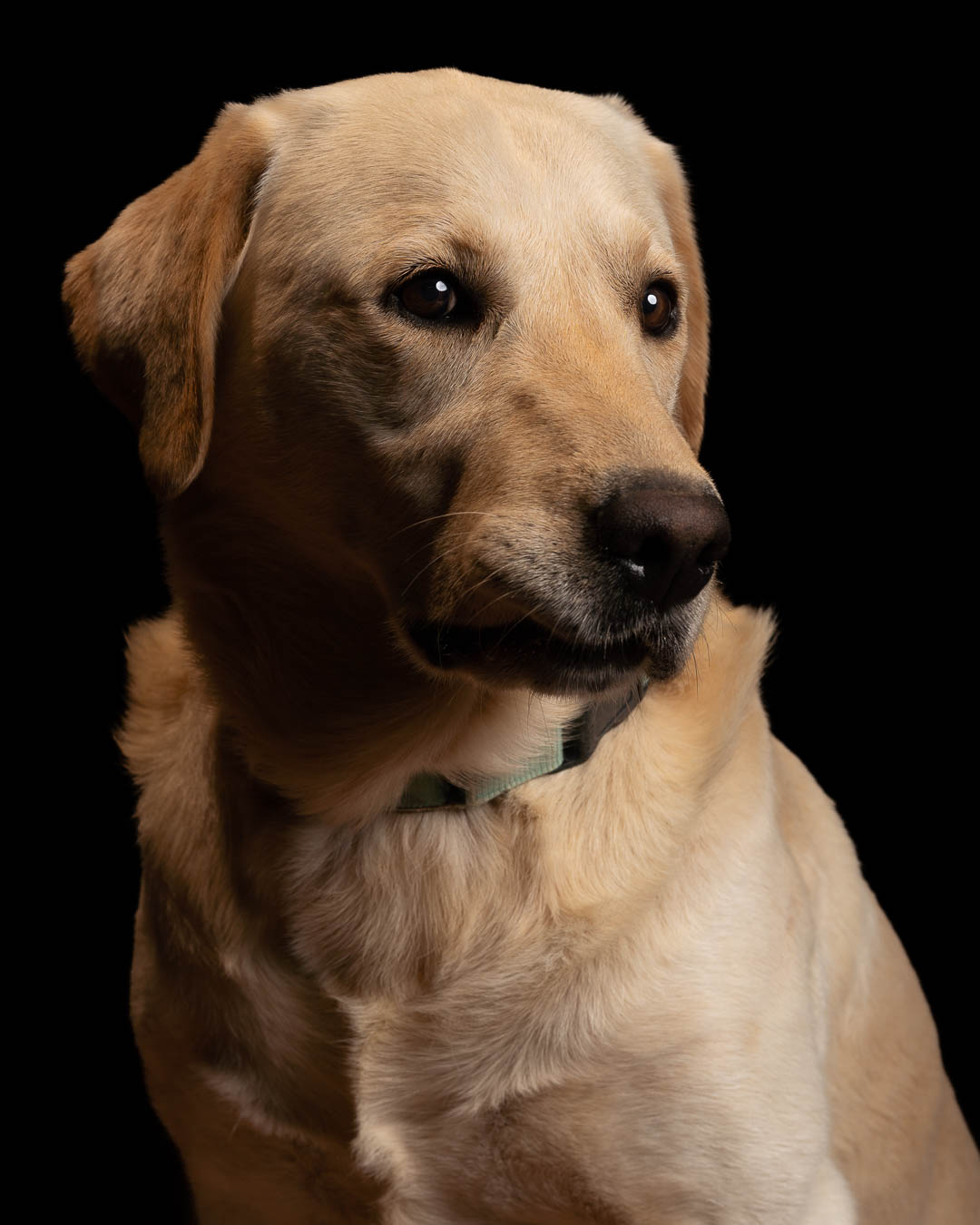 Sesión de mascotas en estudio