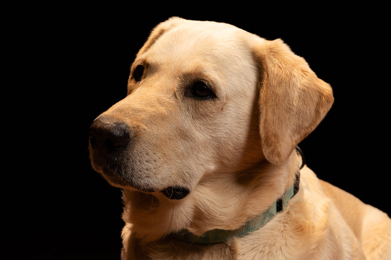 Sesión de mascotas en estudio