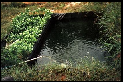 Curso de Aquaponia