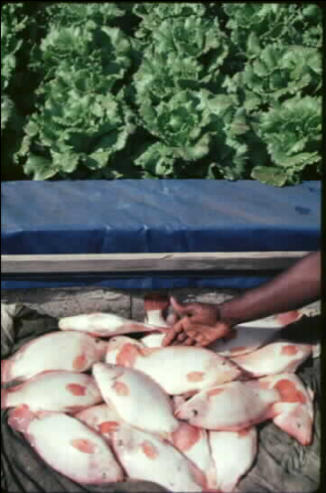 Curso de Aquaponia