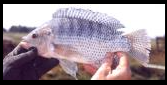 Curso de Criação de Peixes