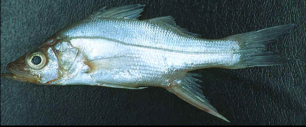 Curso de Criação de Peixes