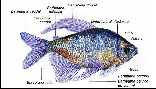 Curso de Criação de Peixes