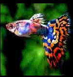 Curso de Criação de Peixes Ornamentais