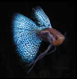 Curso de Criação de Peixes Ornamentais