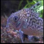 Curso de Criação de Peixes Ornamentais
