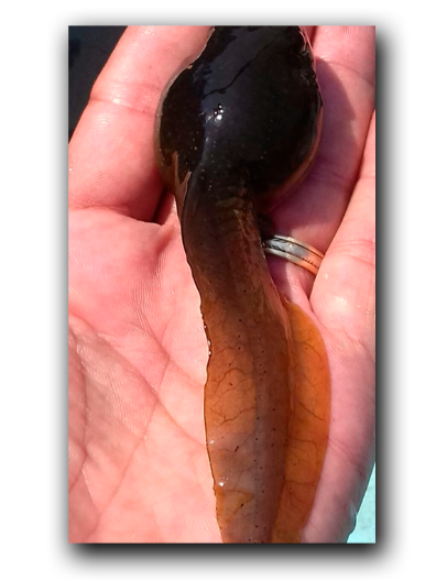 Girinos de Rã Touro