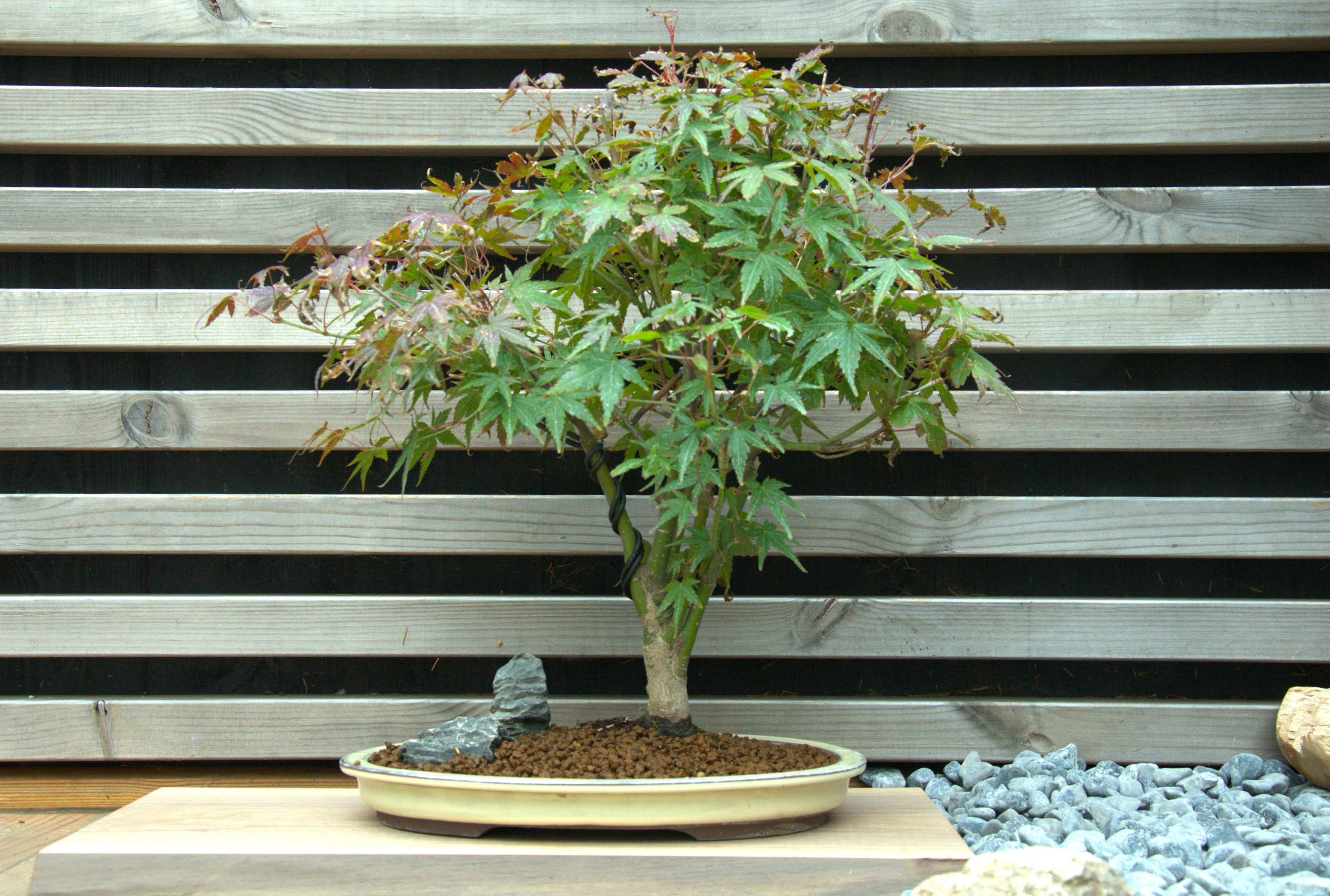 Acer palmatum yamamomiji