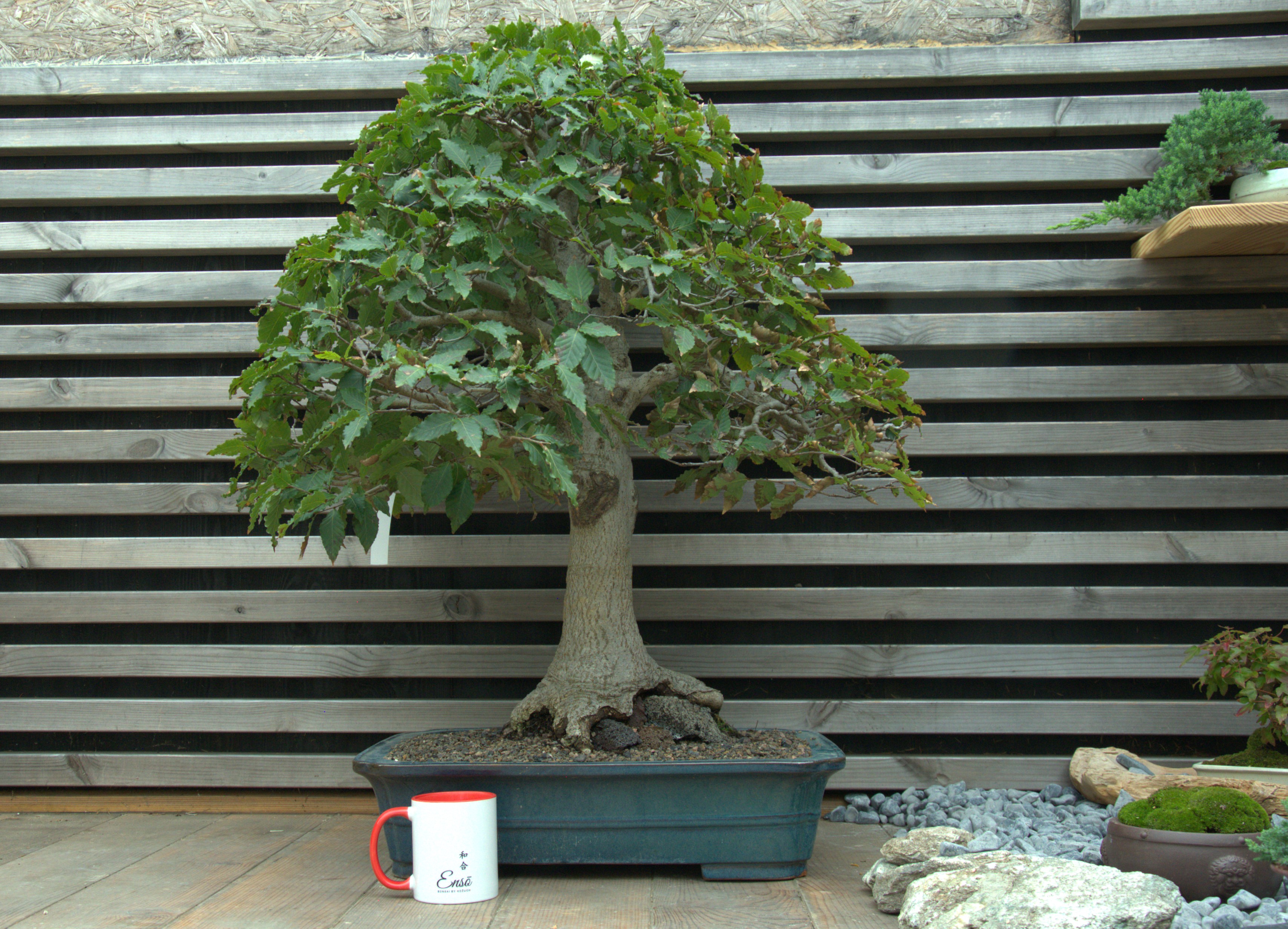 Fagus crenata