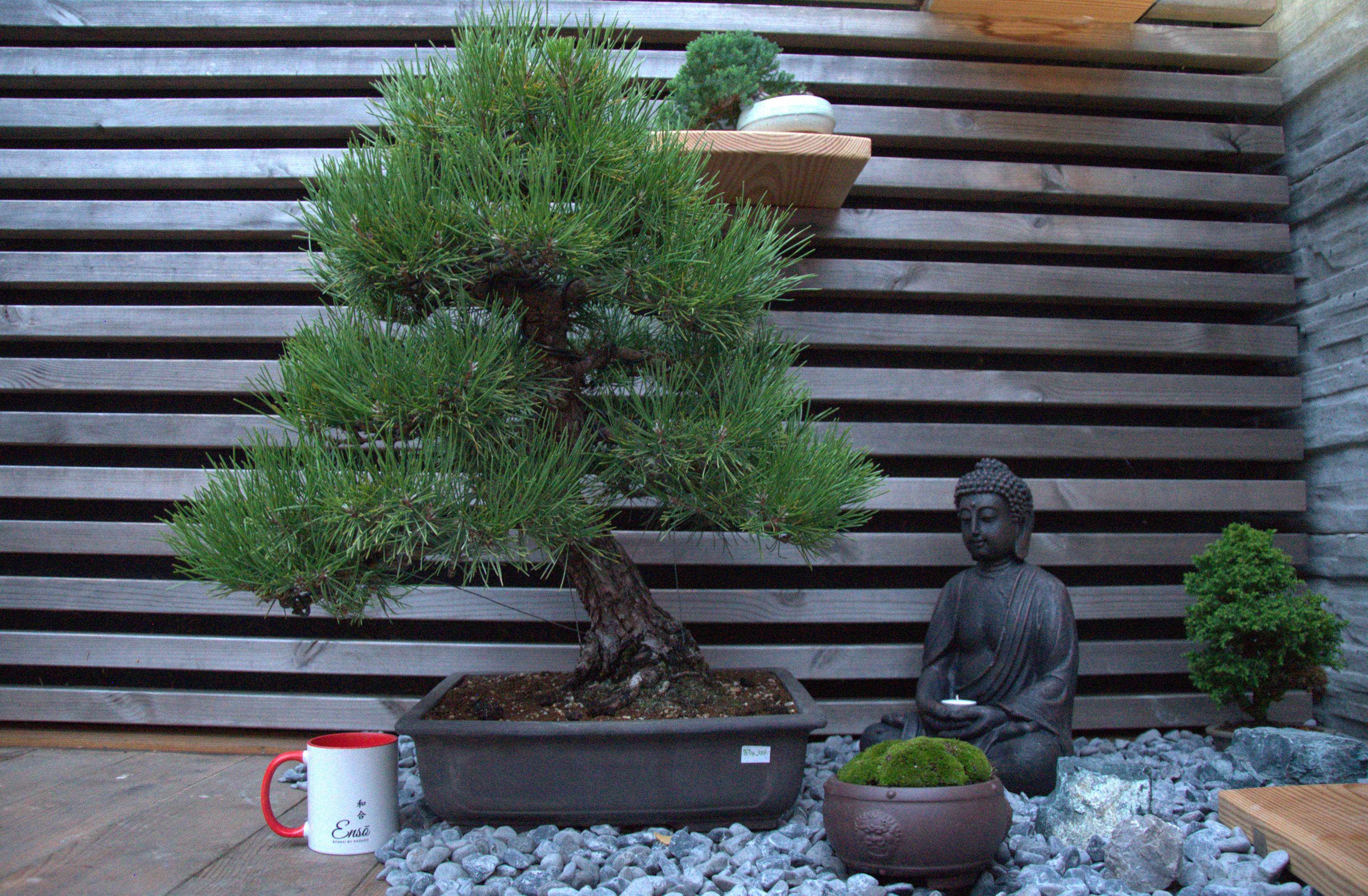 Pinus Thungbergy