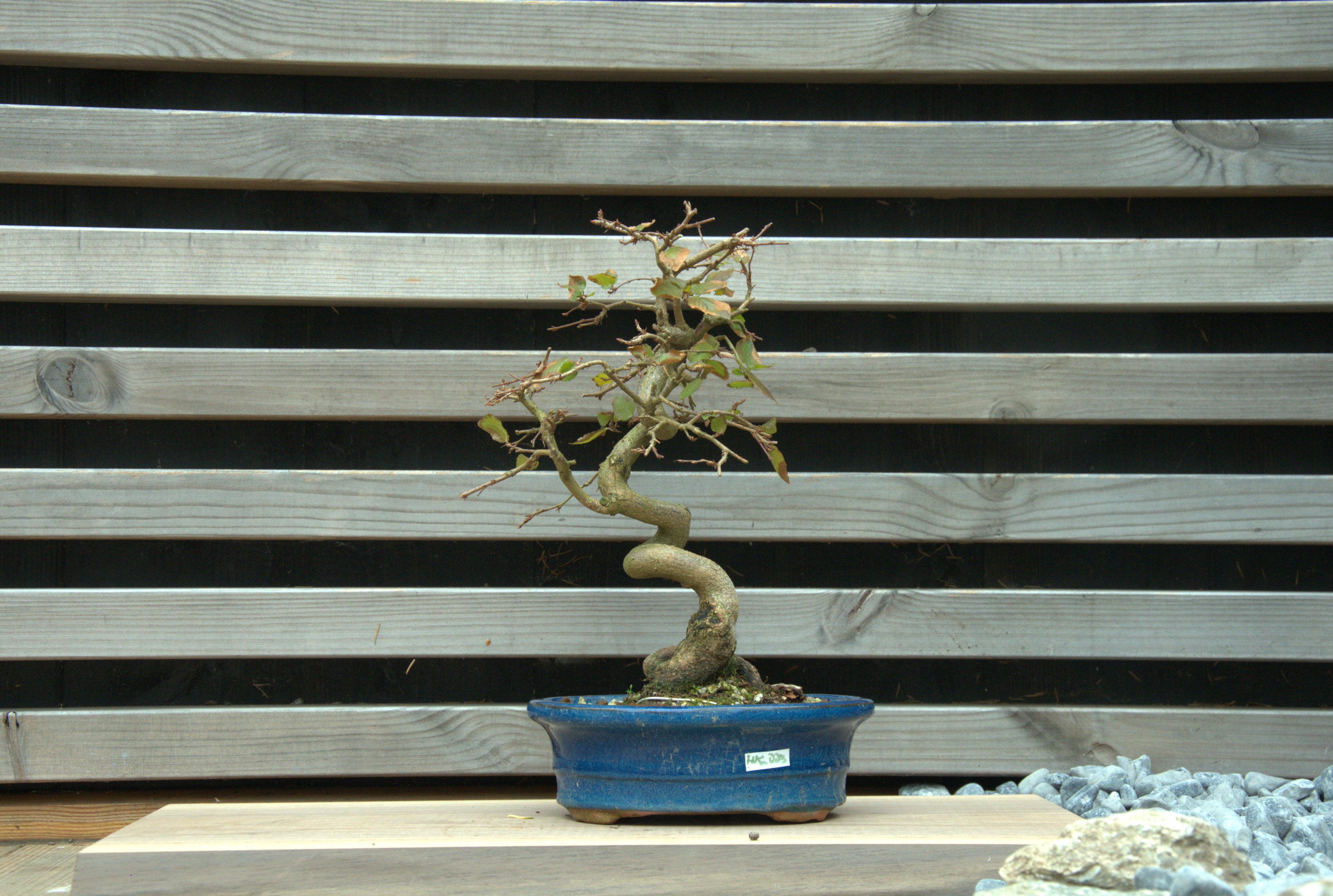 Carpinus coreana
