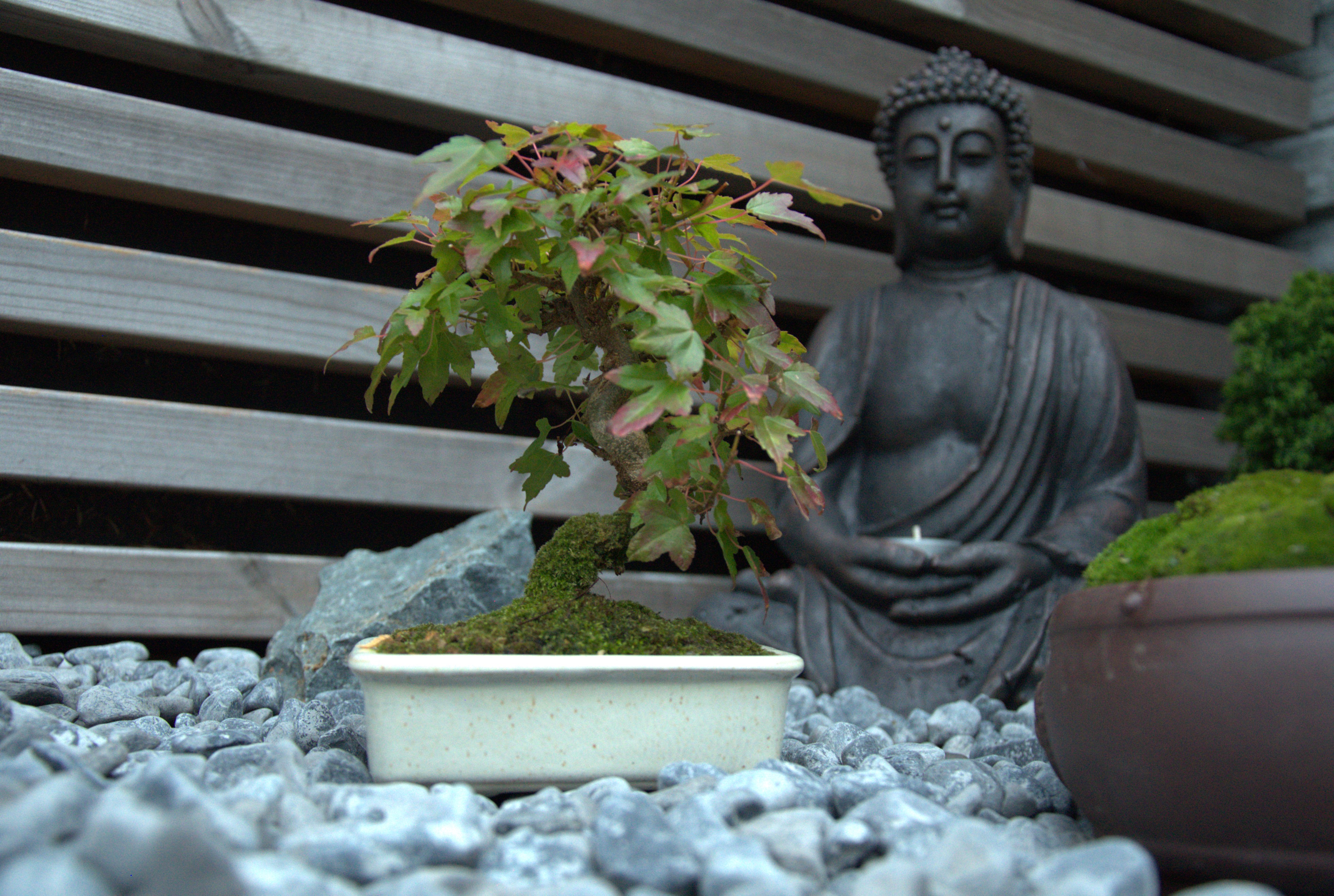 Acer burgeranium
