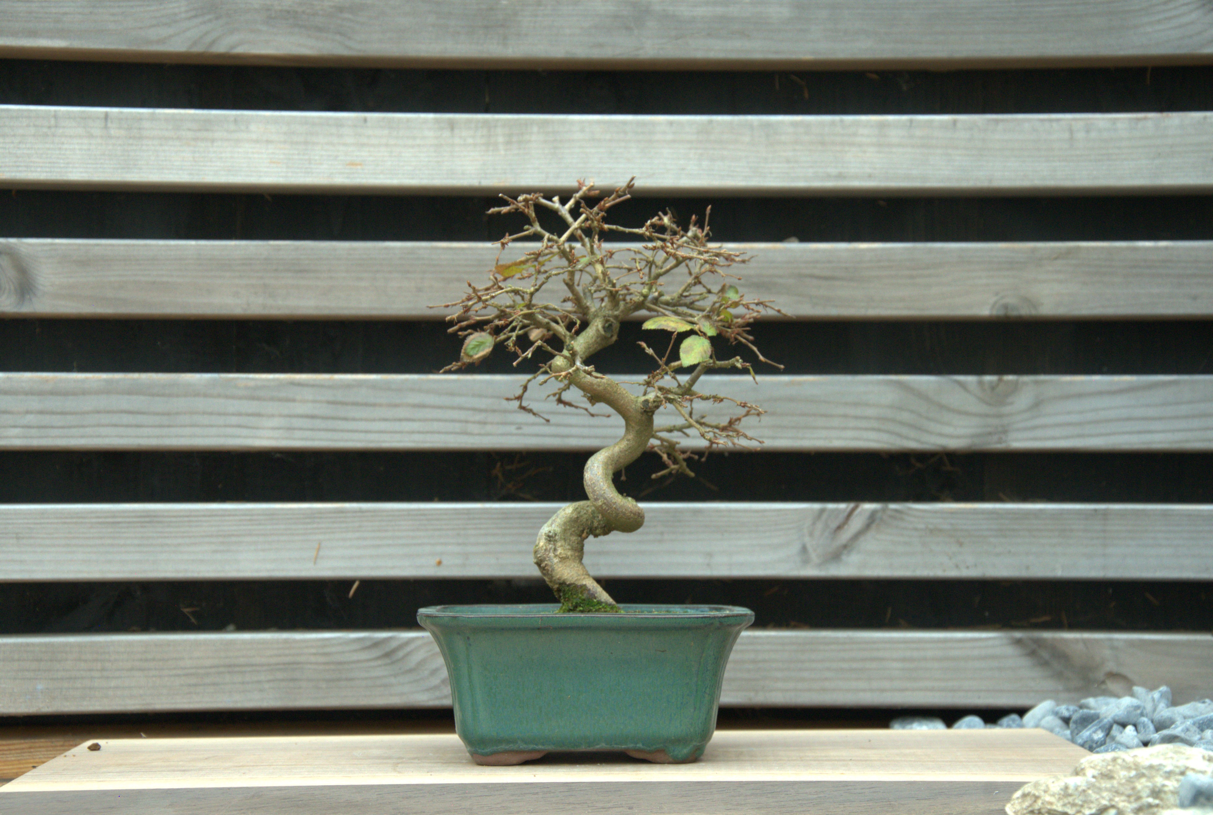 Carpinus coreana