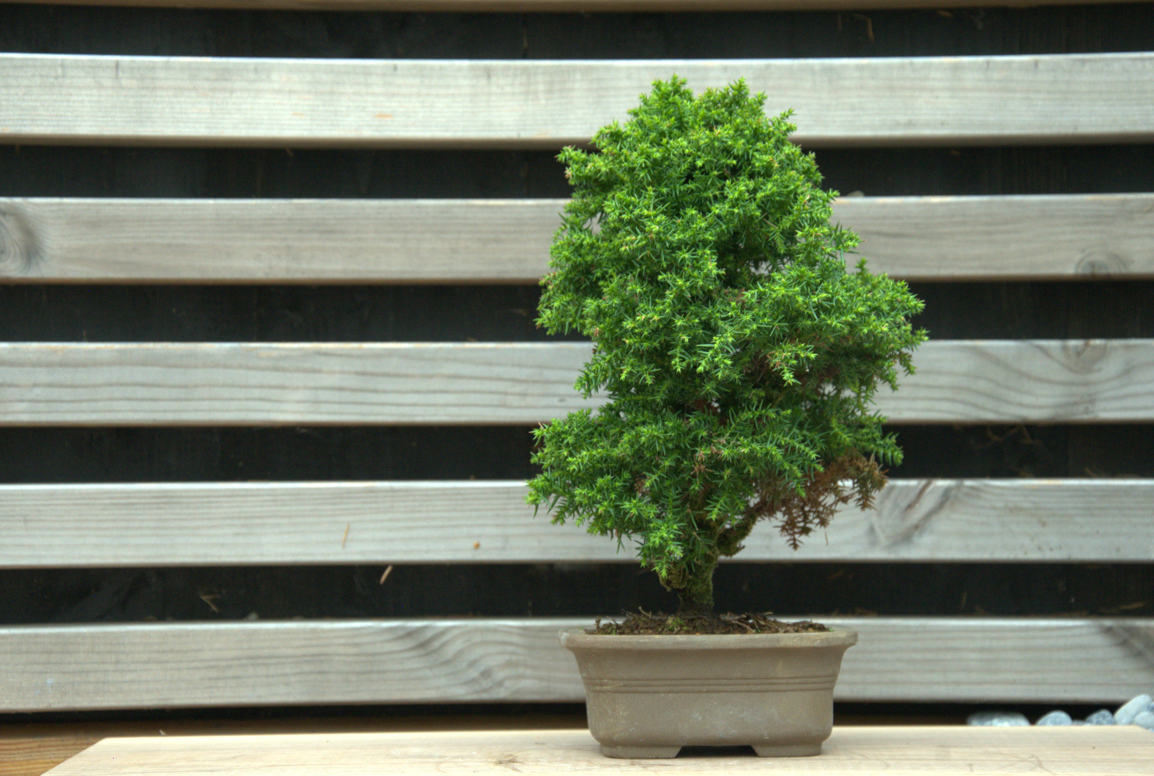 Cryptomeria japonica