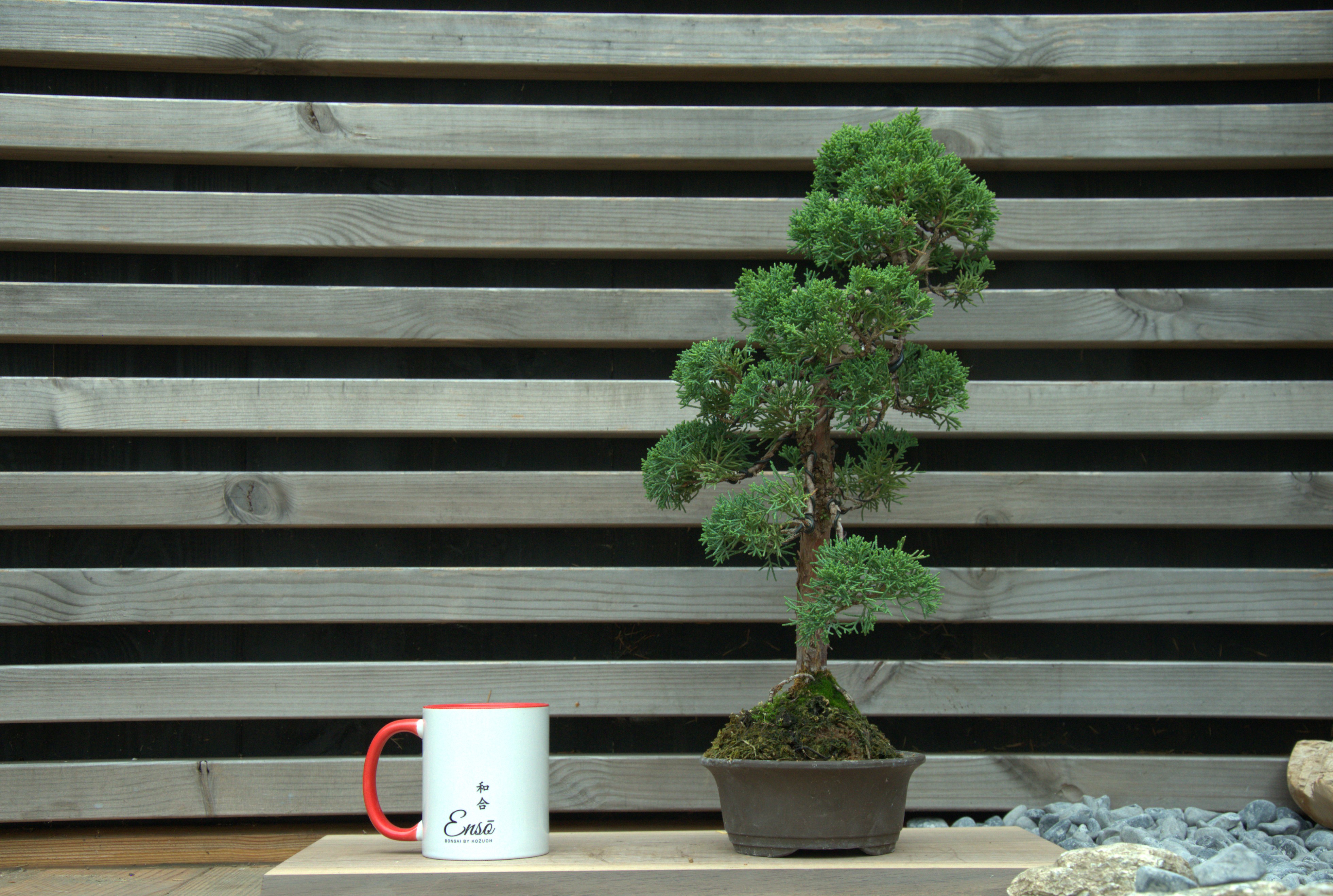 Juniperus chinensis kishu