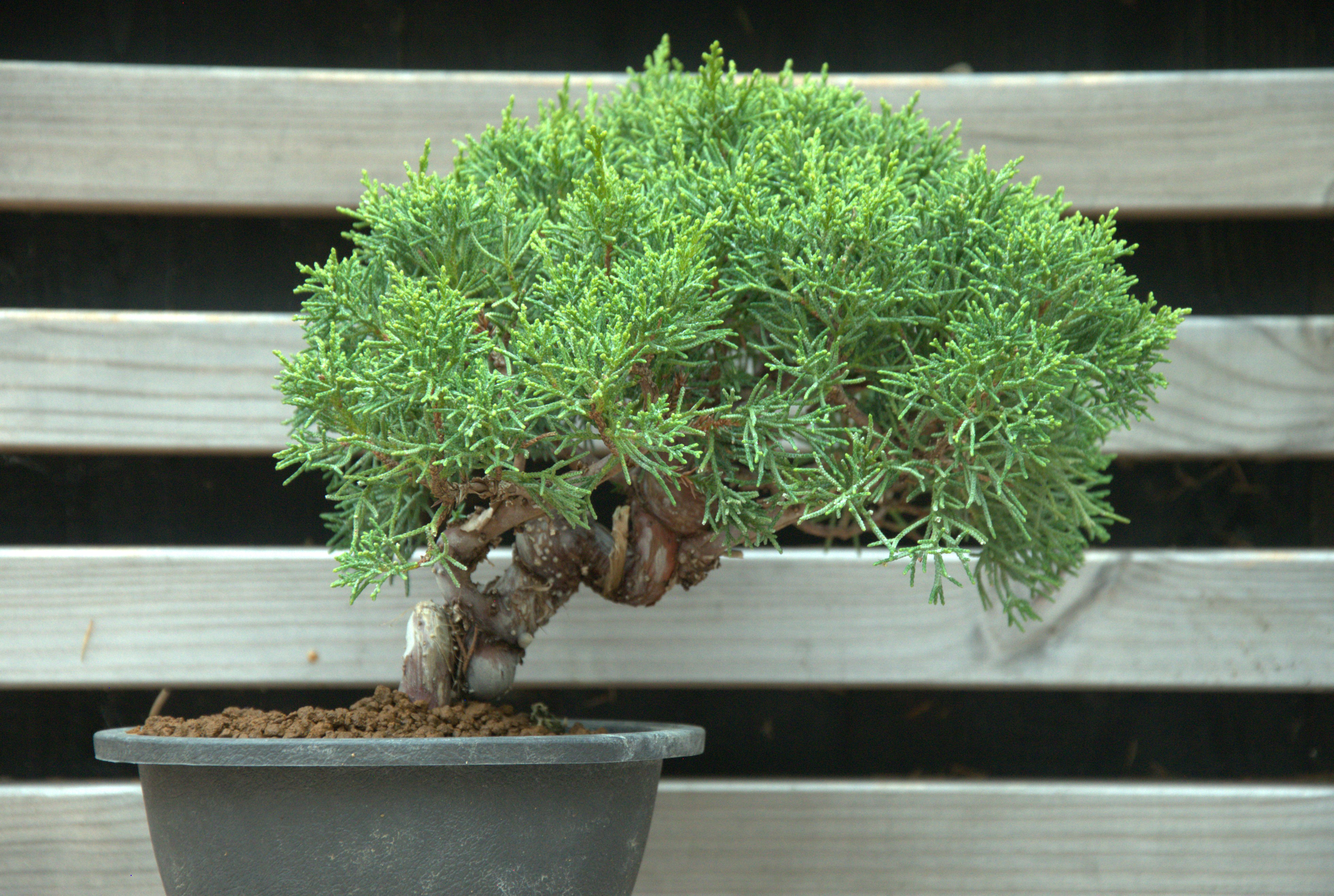 Juniperus chinensis itoigawa