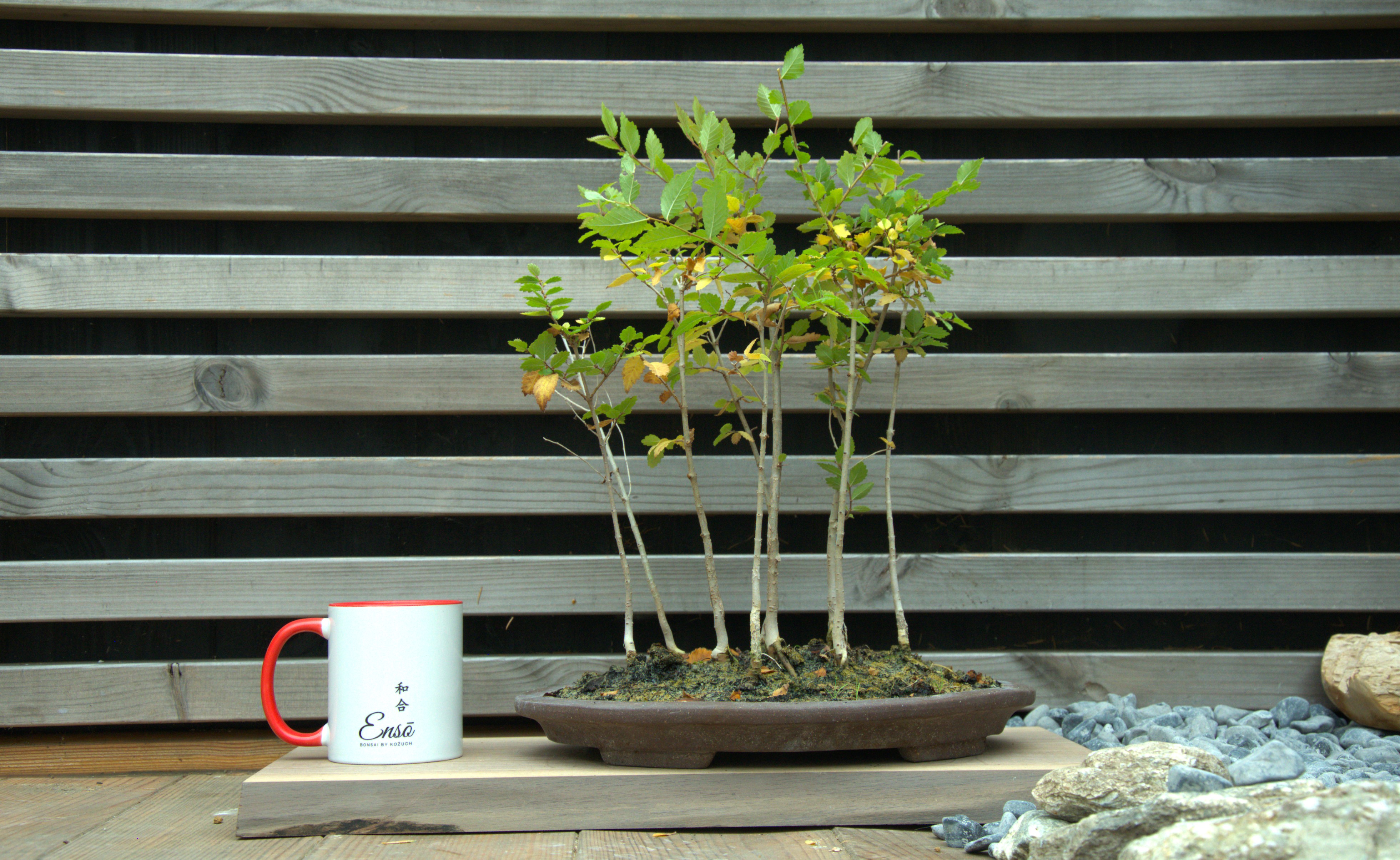 Ulmus pumilla