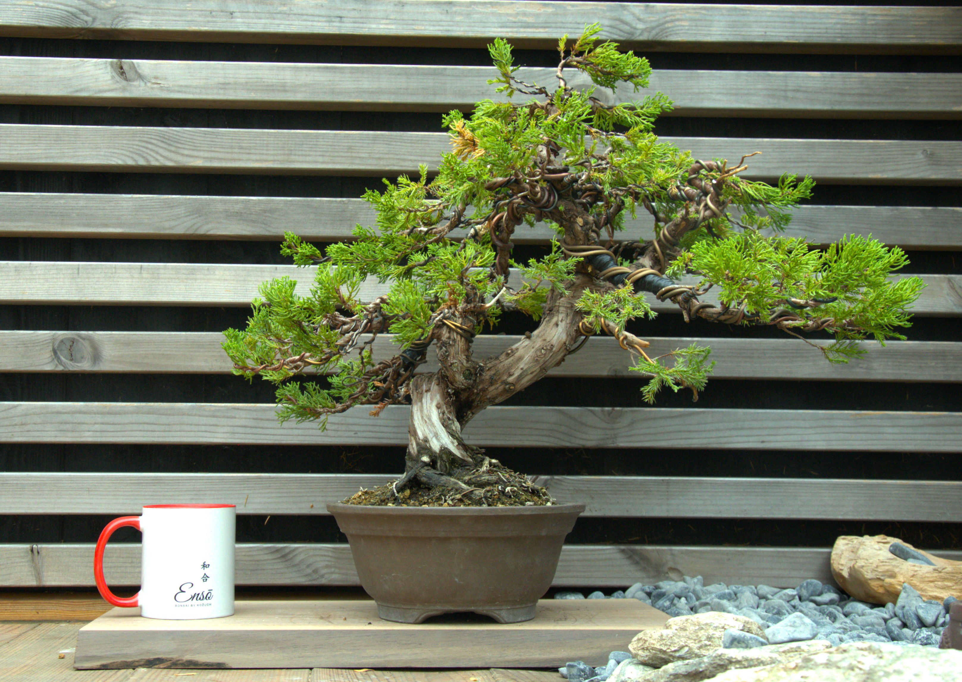 Juniperus chinensis itoigawa