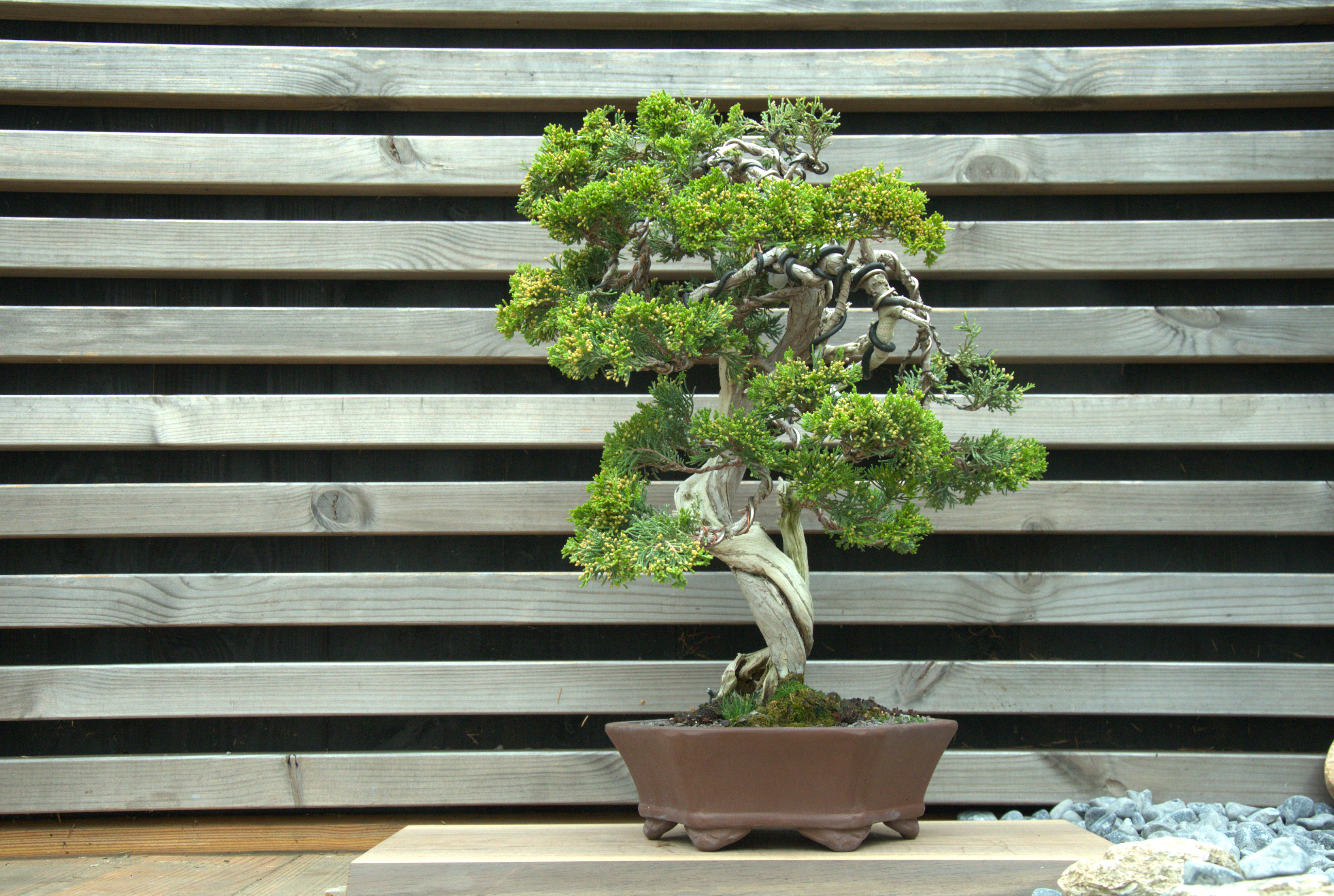 Juniperus sabina