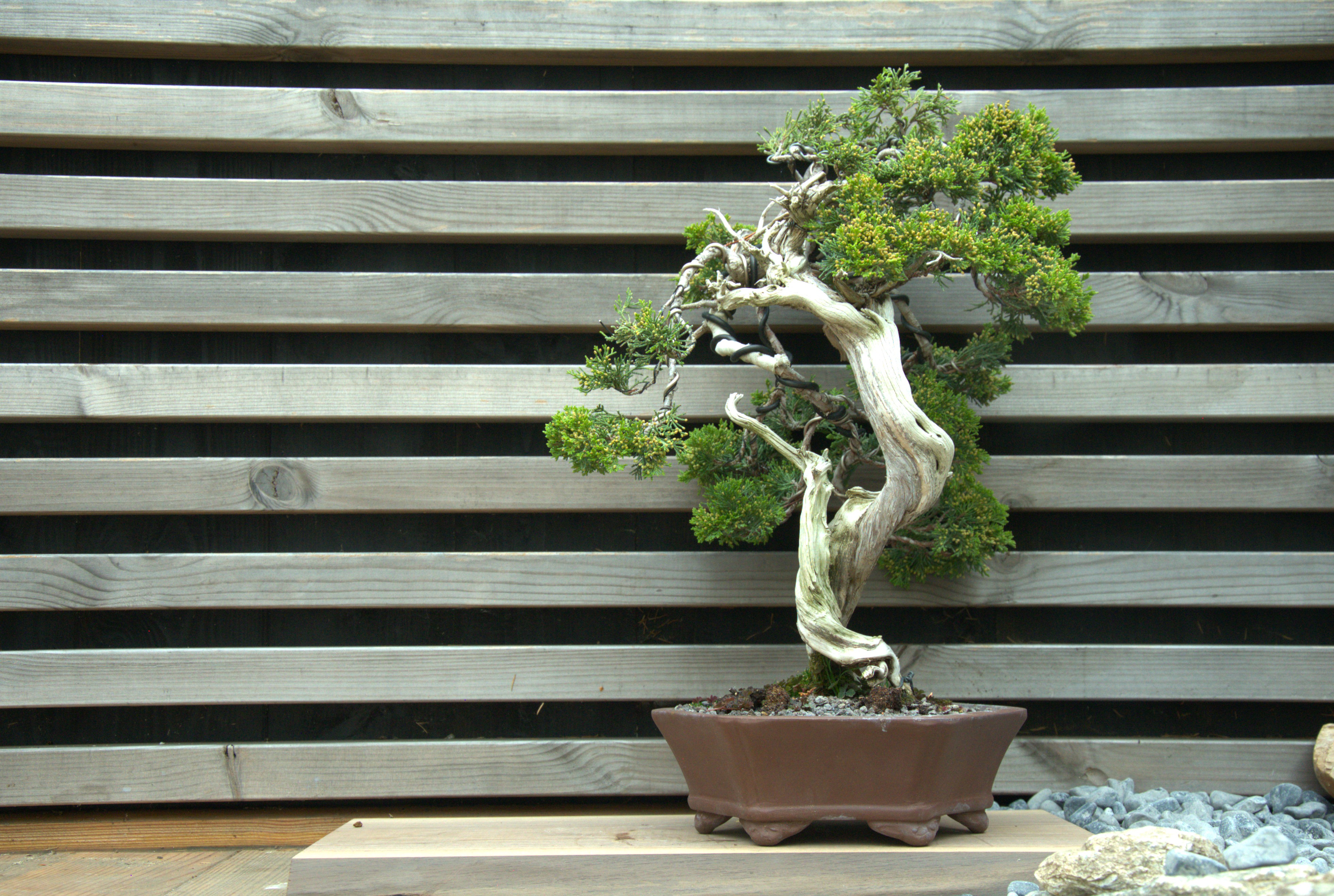 Juniperus sabina