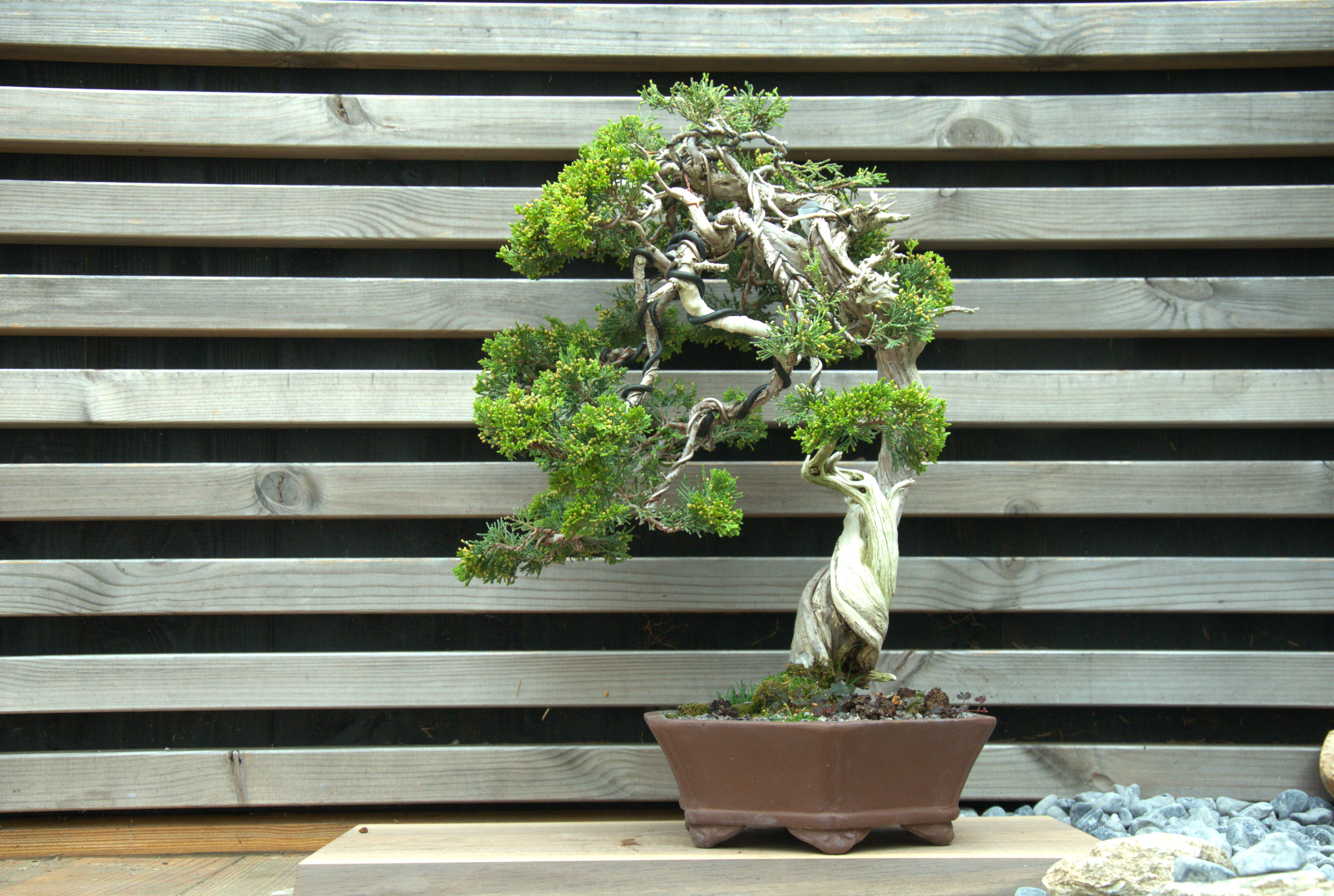 Juniperus sabina
