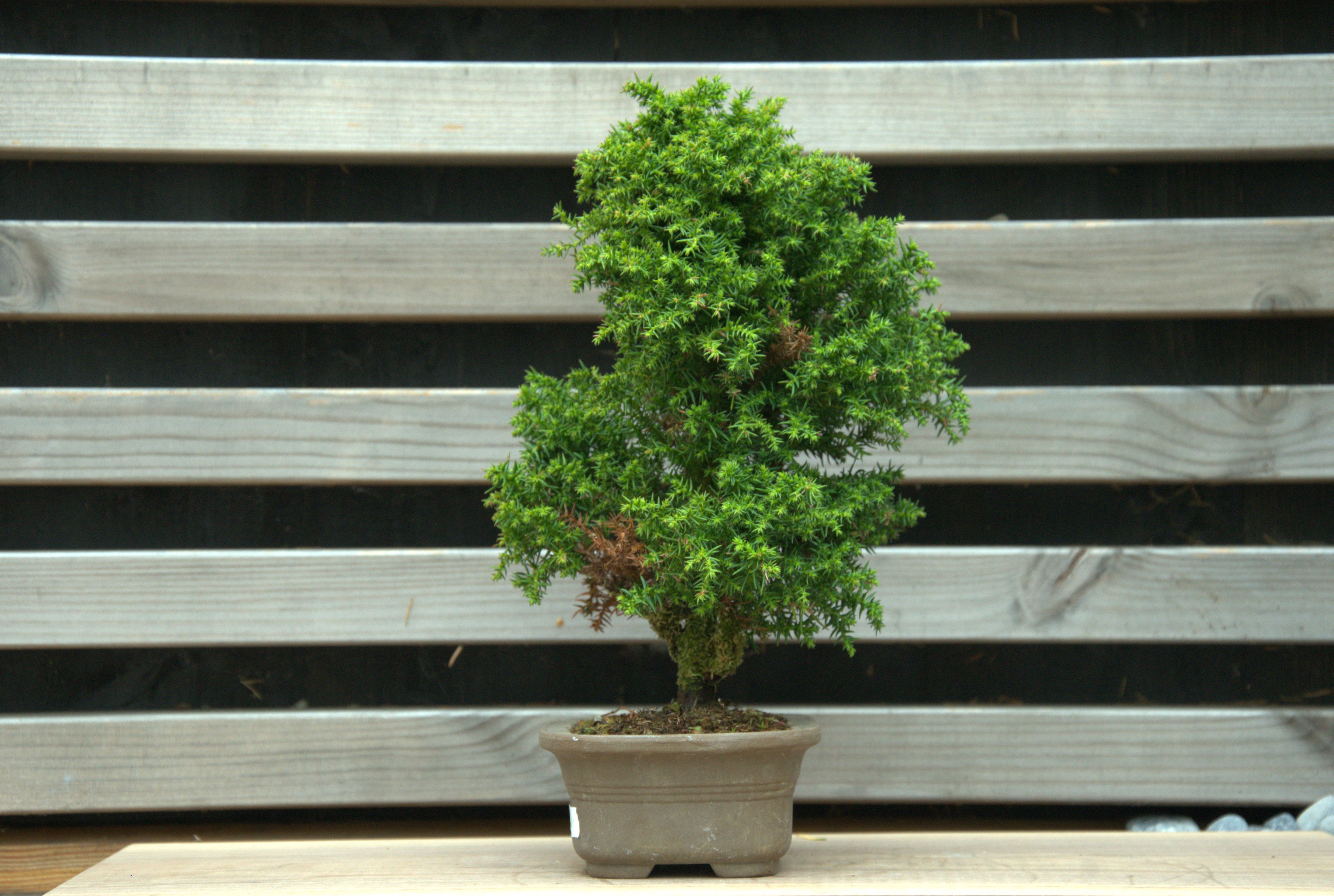 Cryptomeria japonica