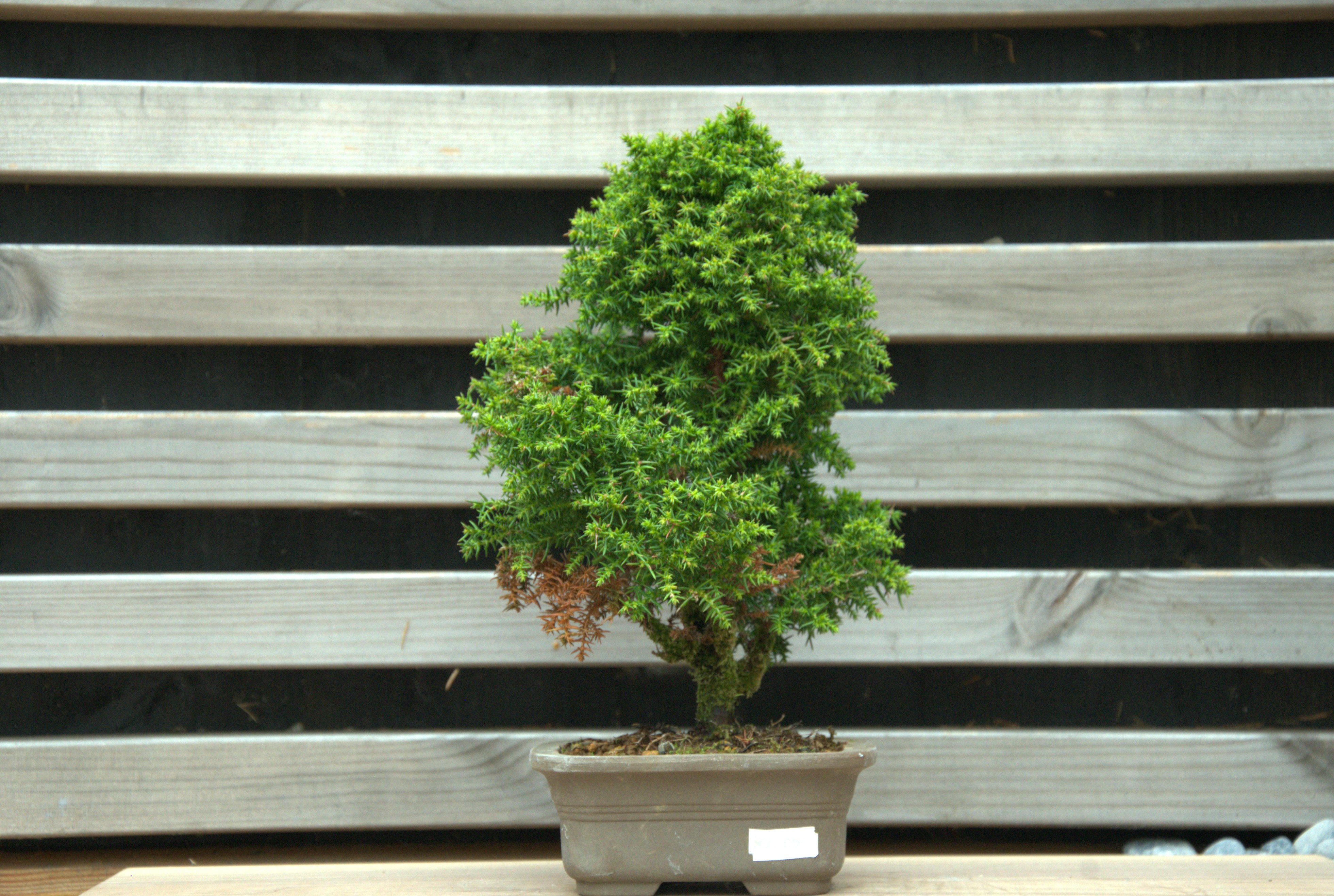 Cryptomeria japonica