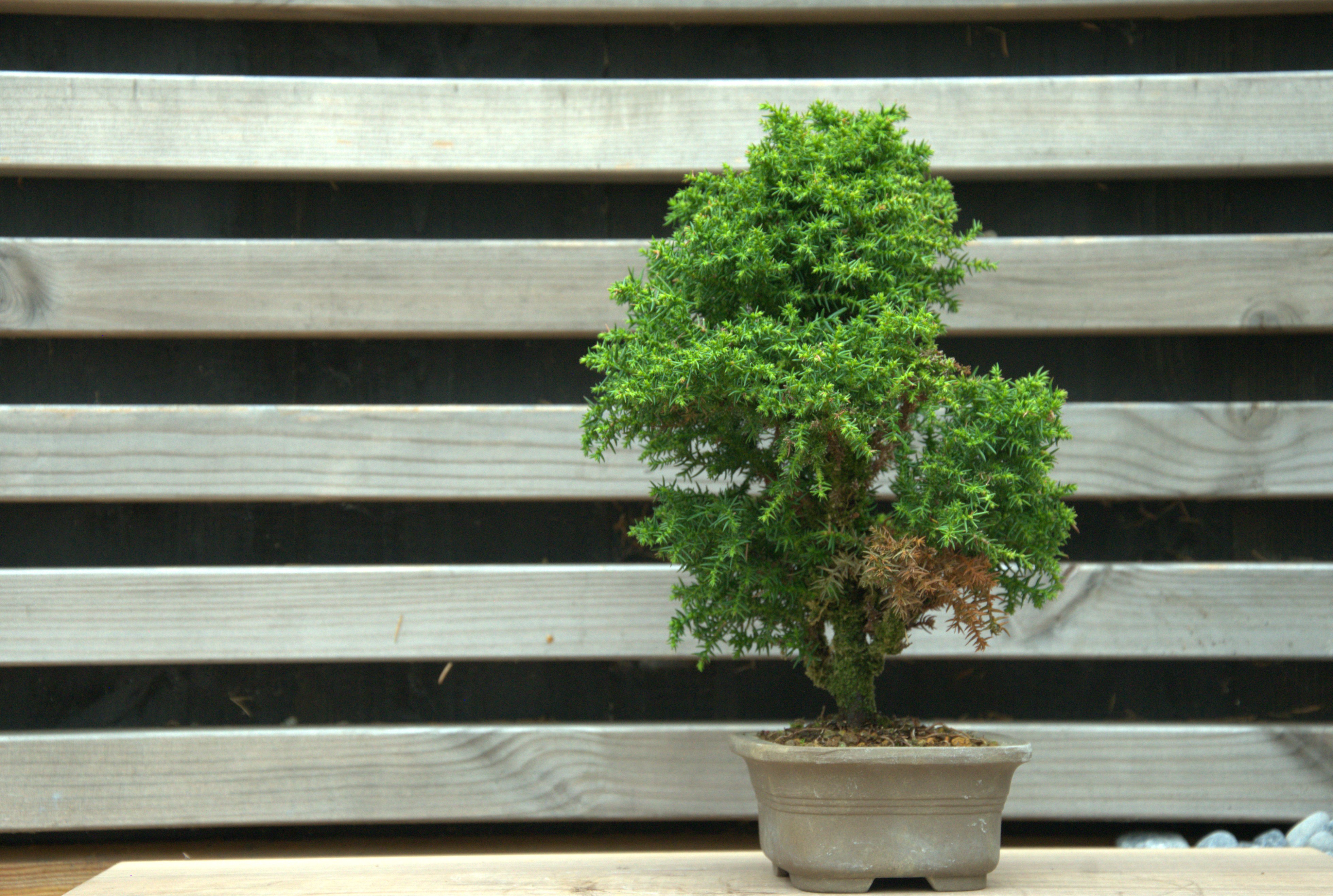 Cryptomeria japonica