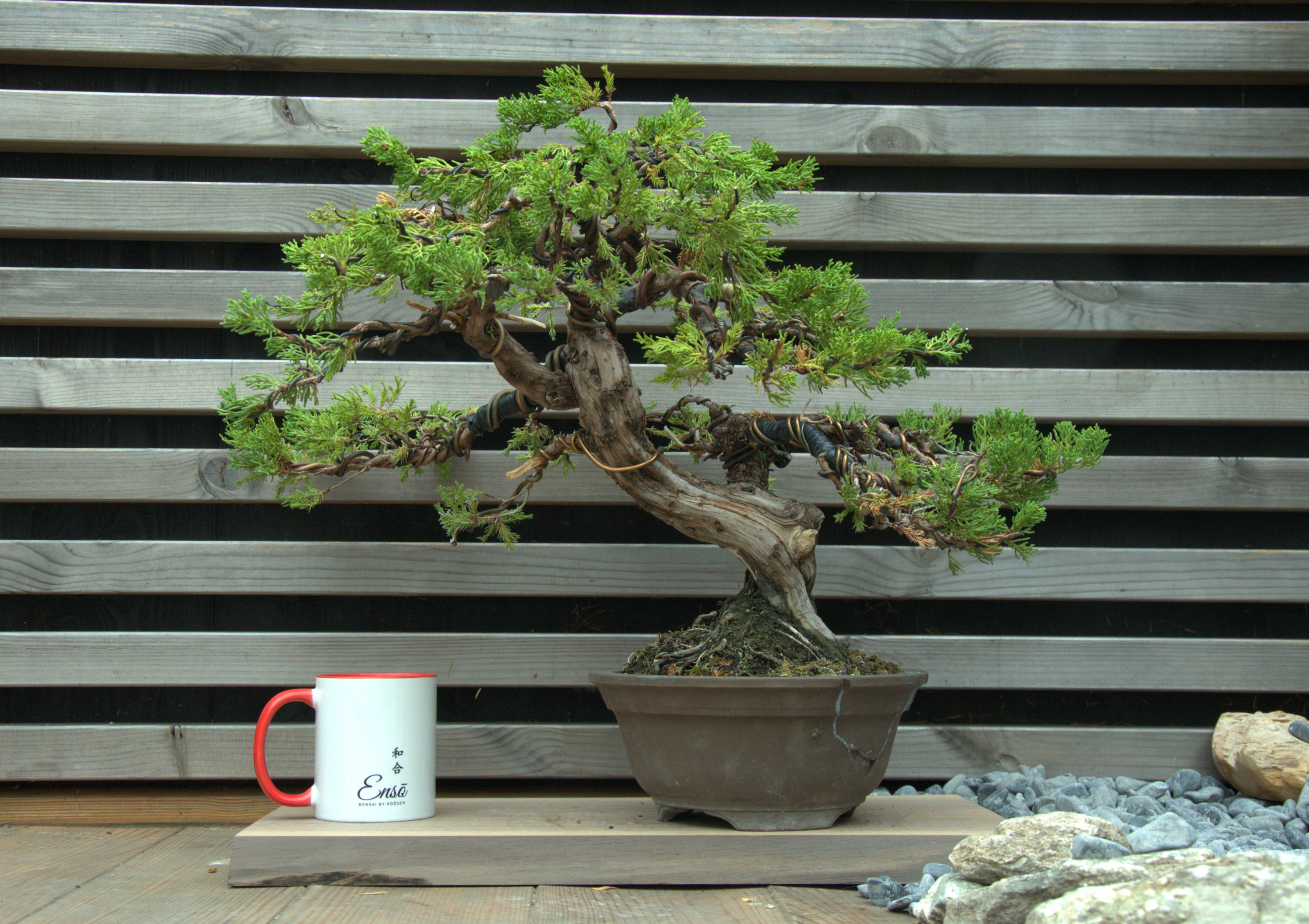 Juniperus chinensis itoigawa