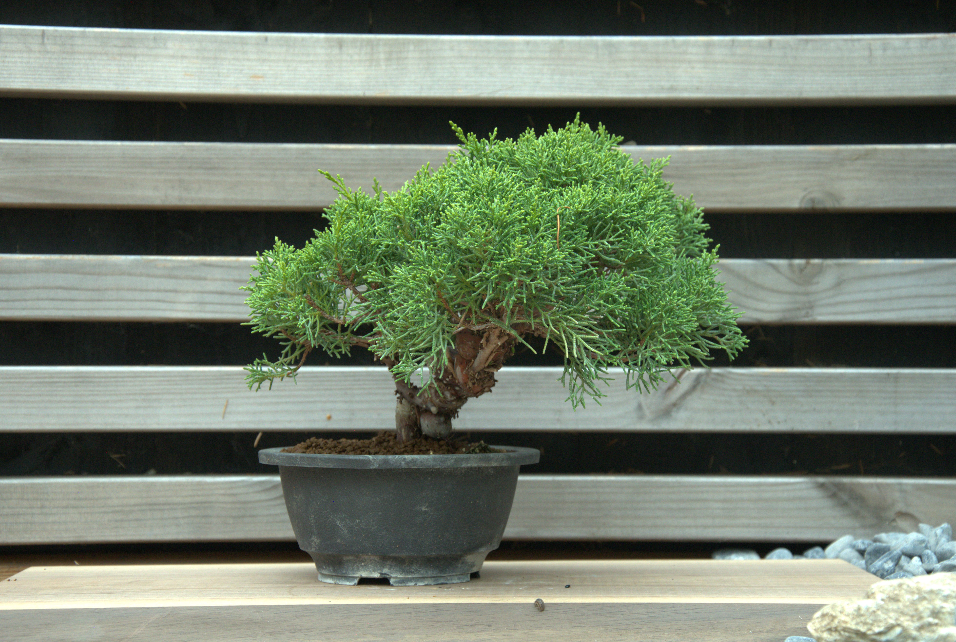 Juniperus chinensis itoigawa
