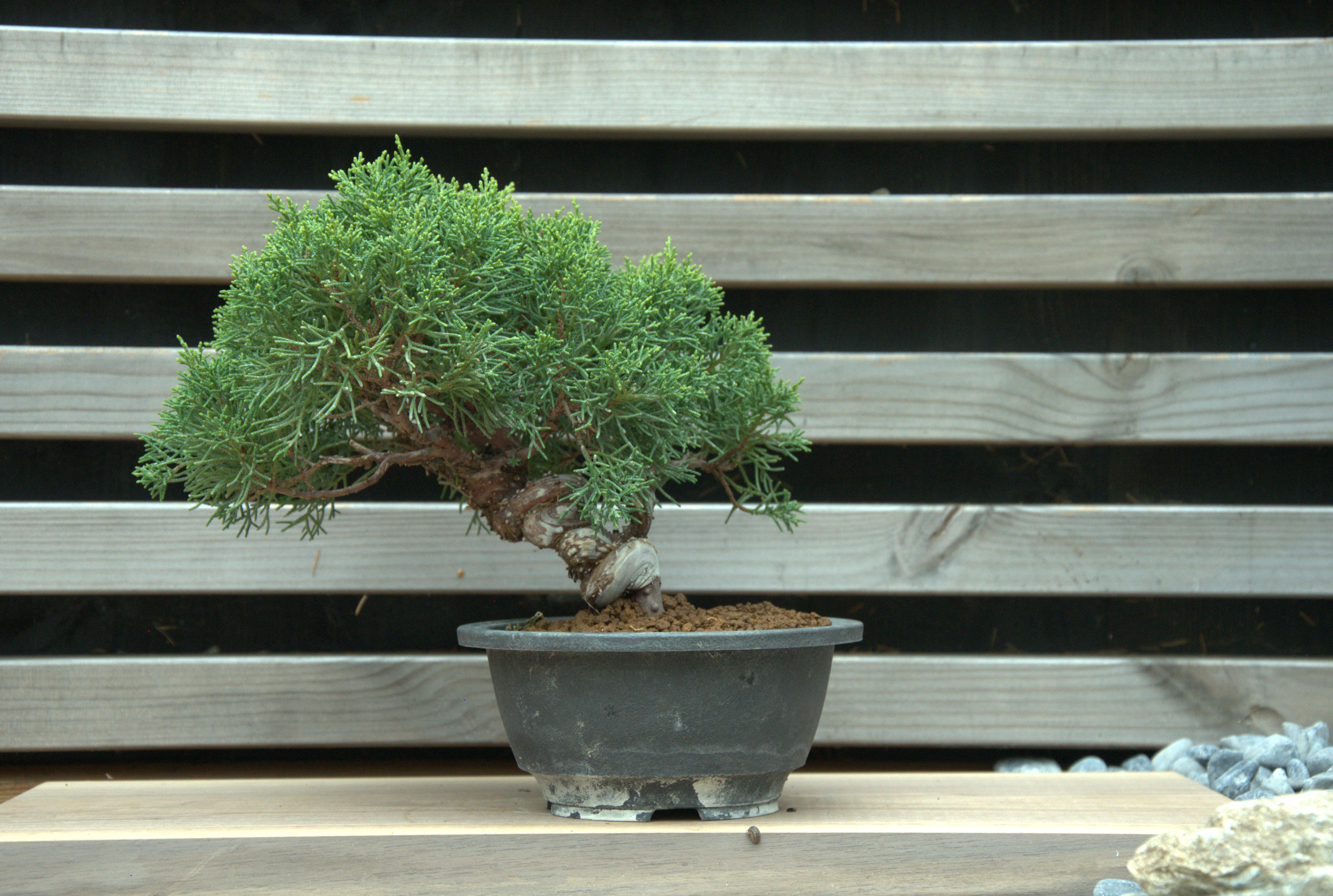Juniperus chinensis itoigawa