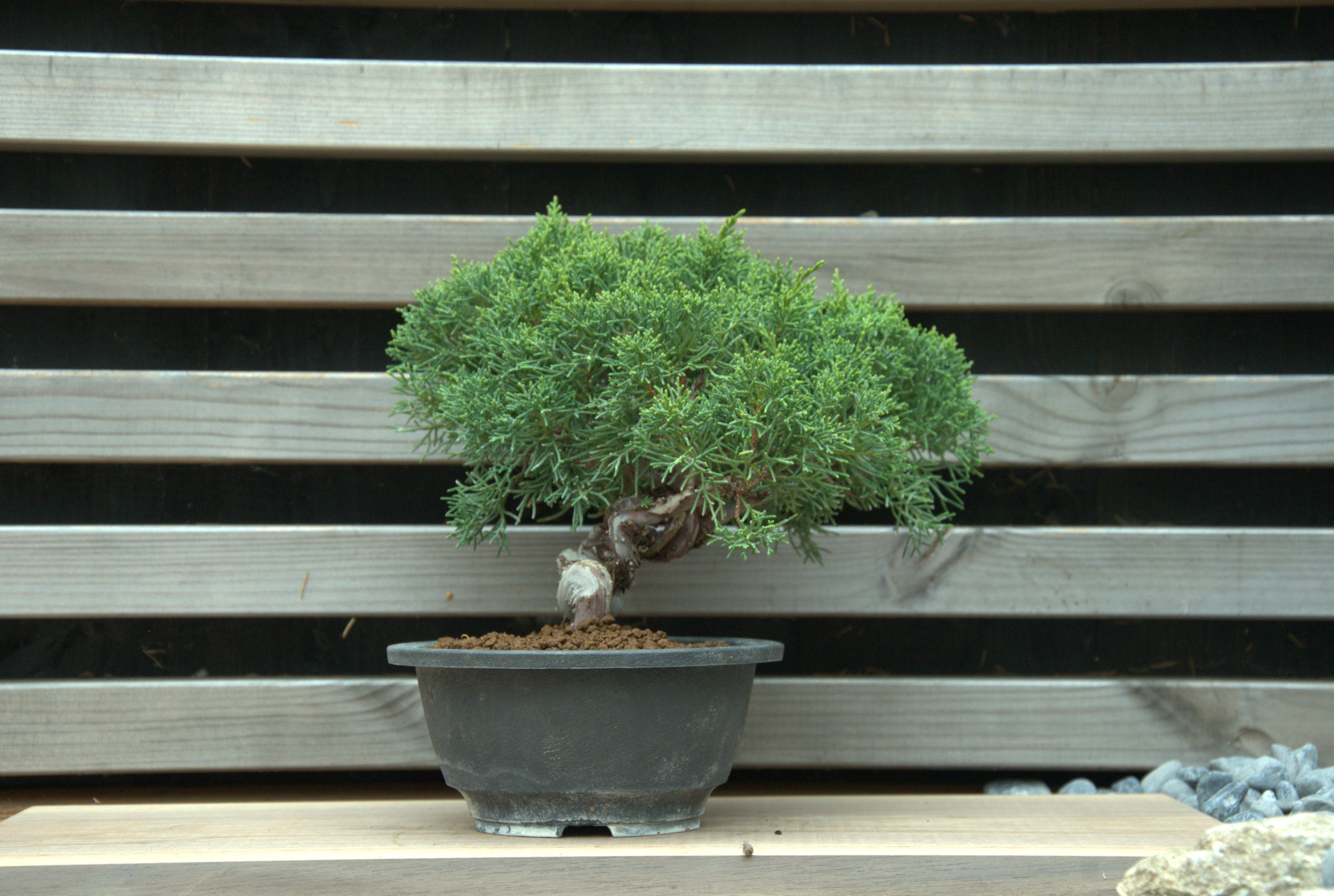 Juniperus chinensis itoigawa