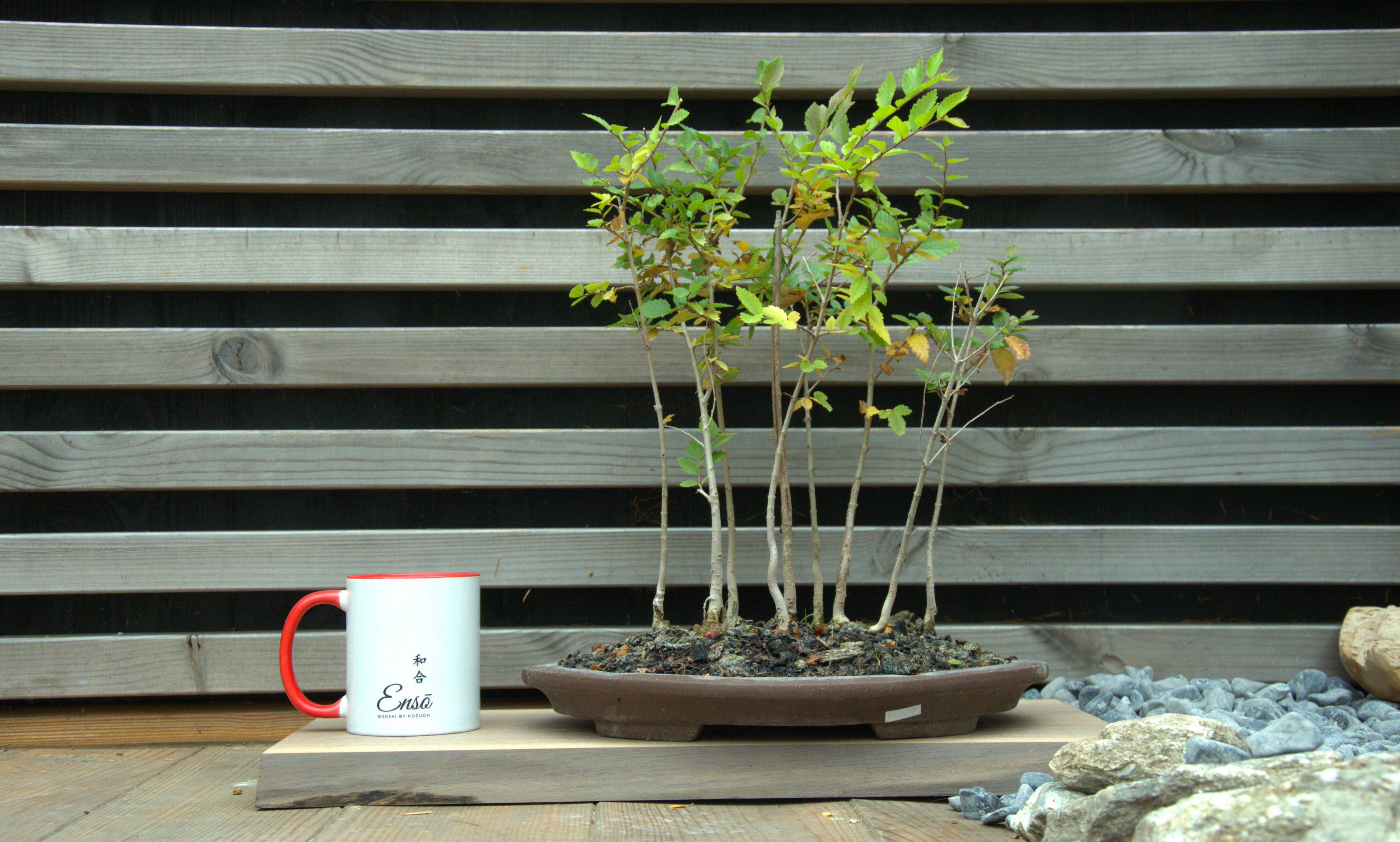 Ulmus pumilla