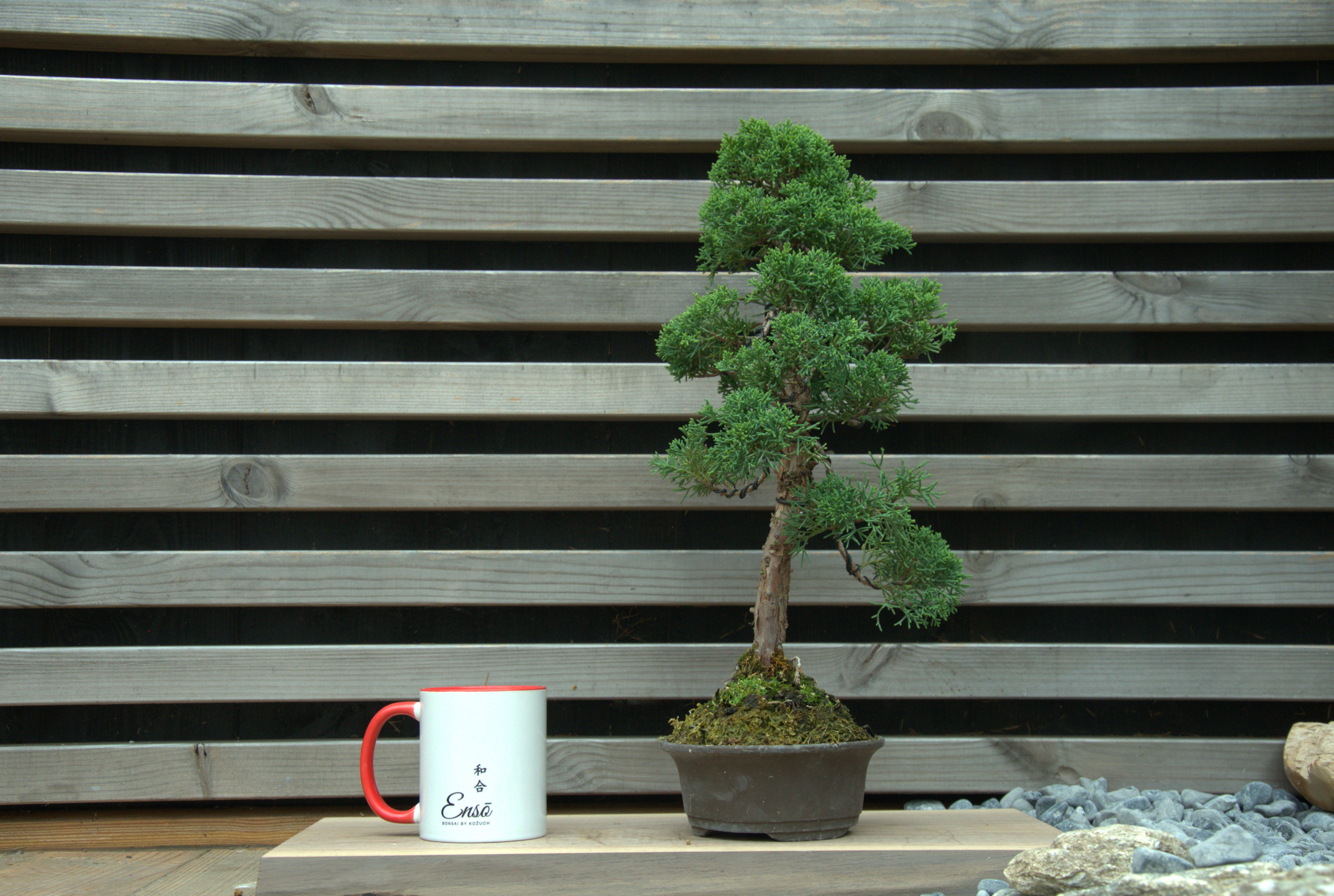 Juniperus chinensis kishu