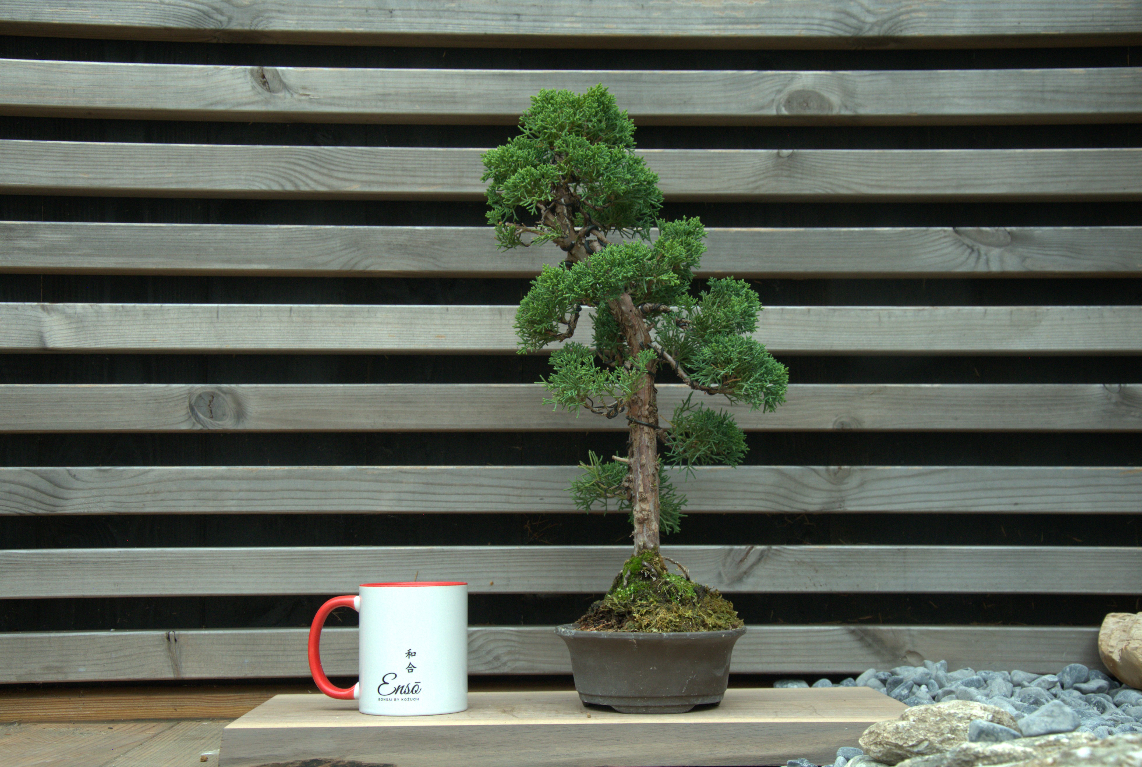 Juniperus chinensis kishu