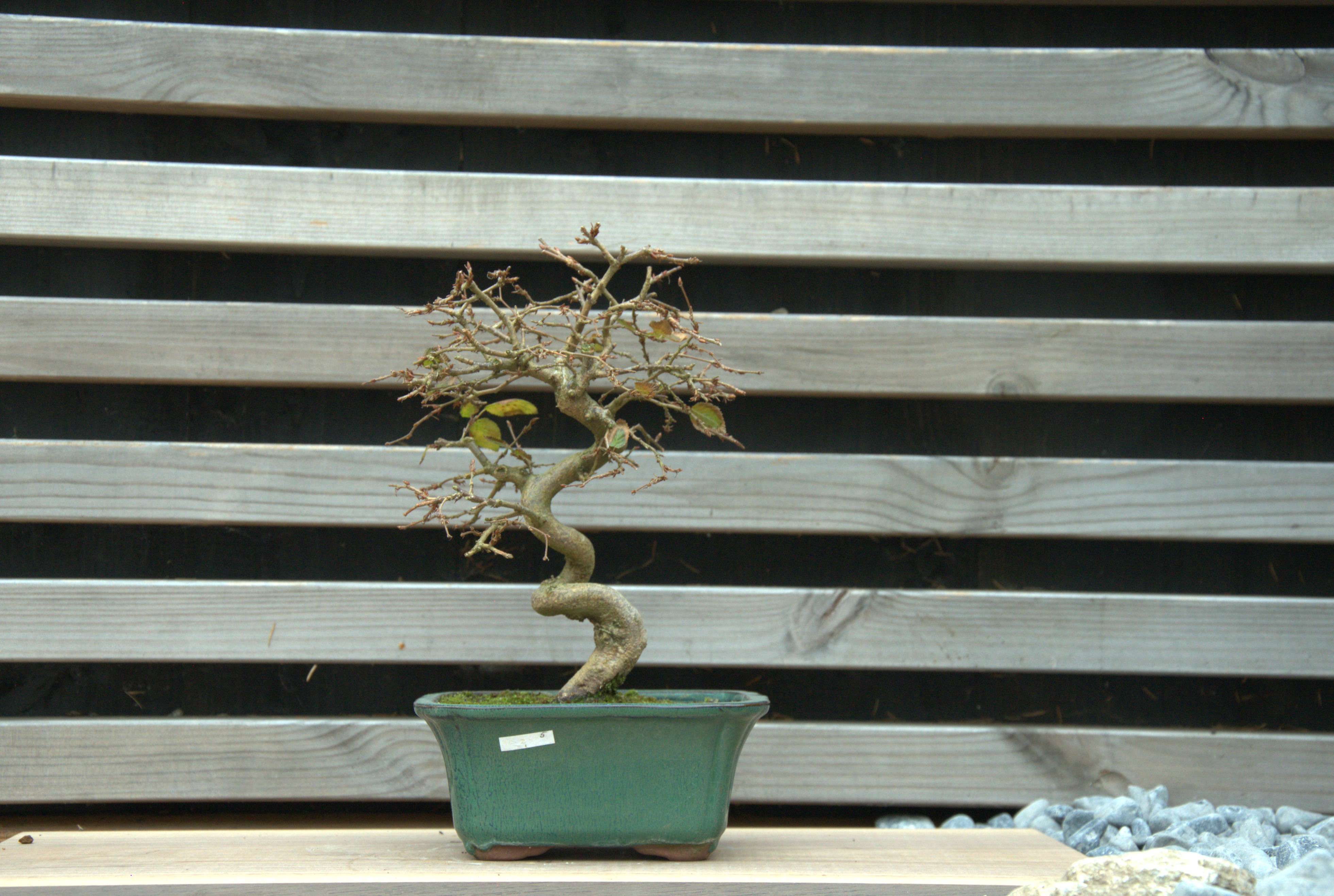 Carpinus coreana