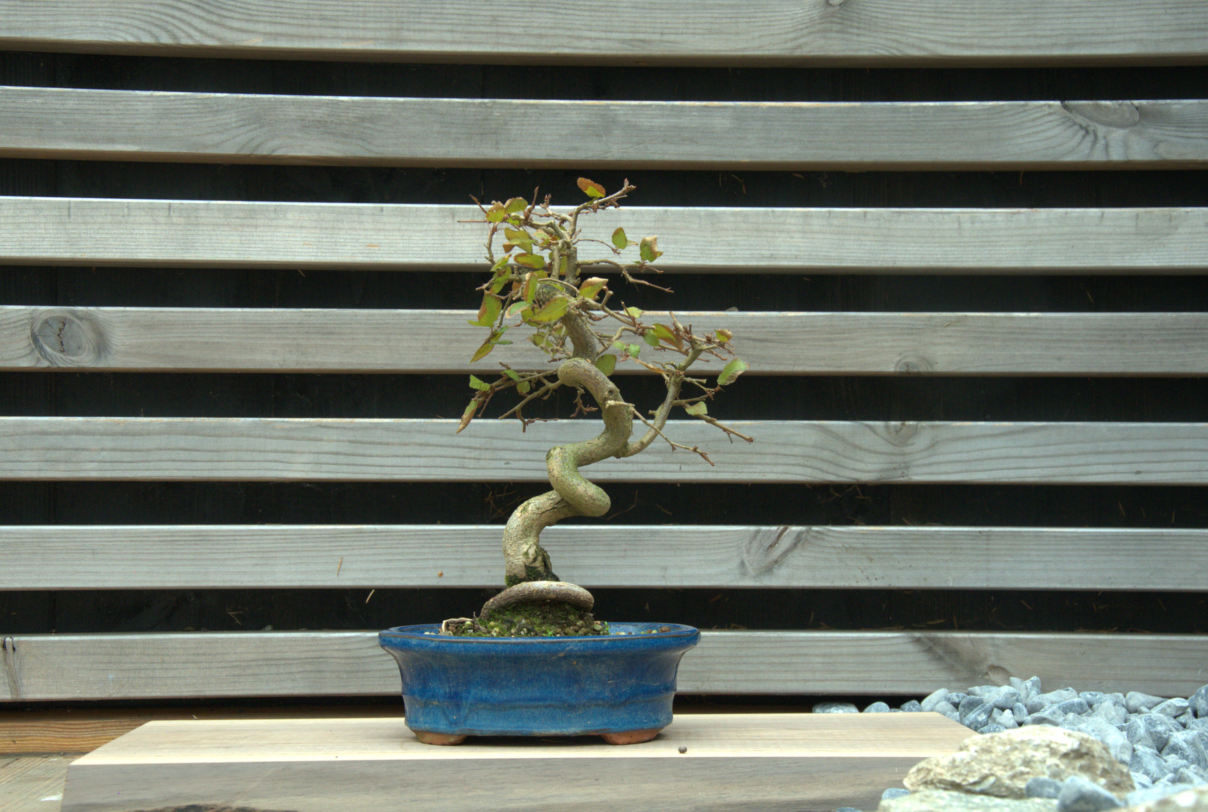 Carpinus coreana