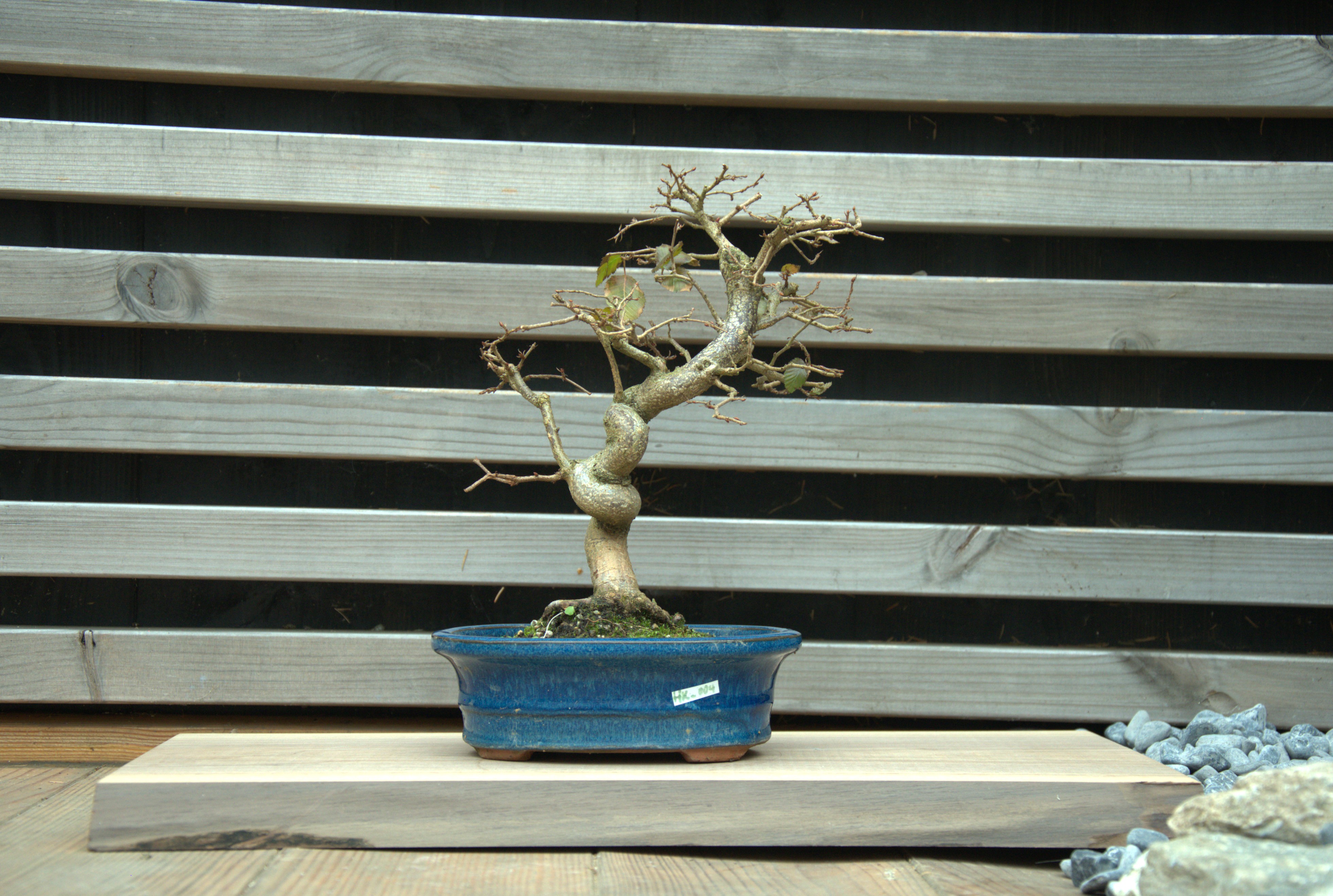 Carpinus coreana