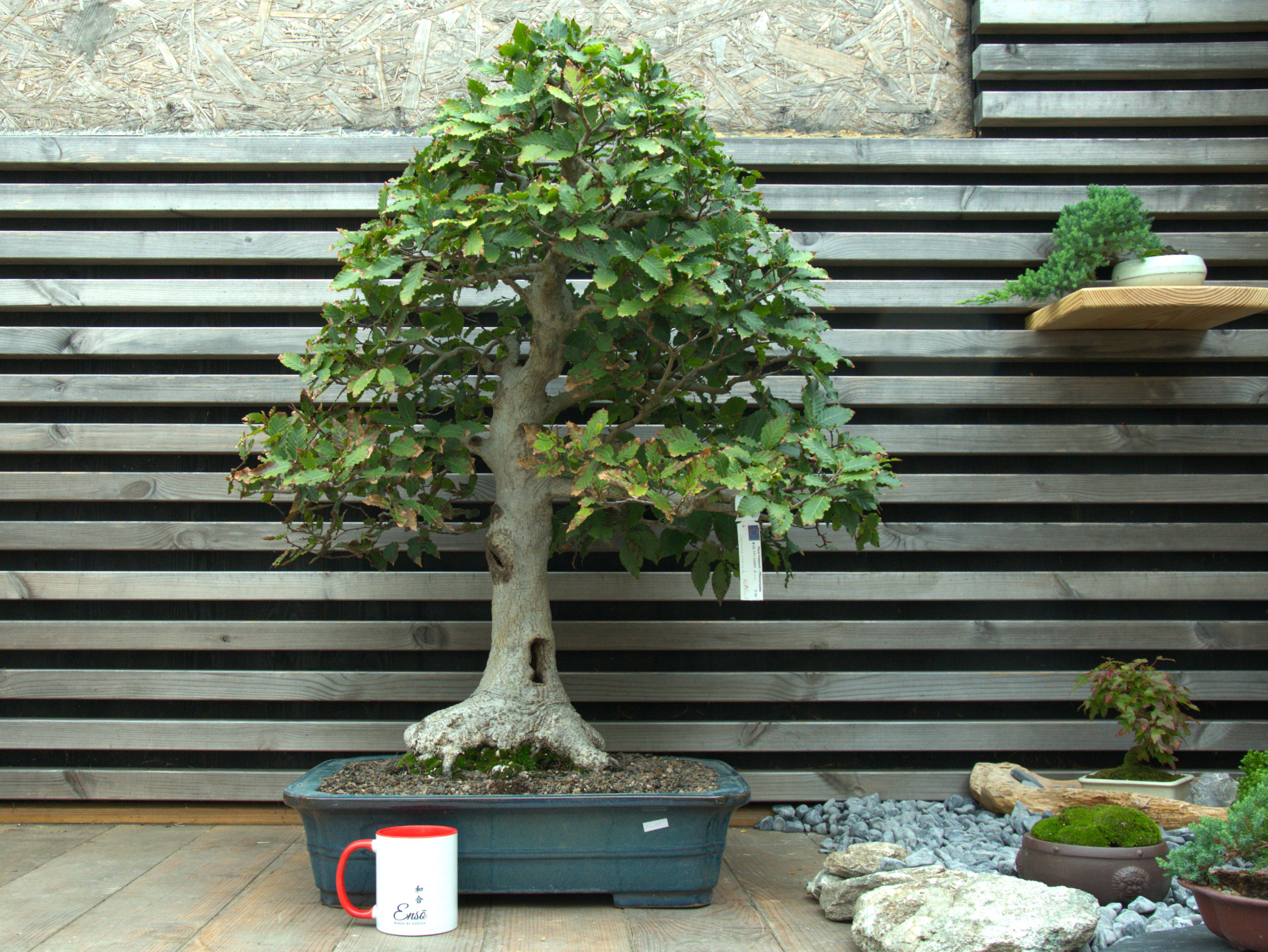 Fagus crenata