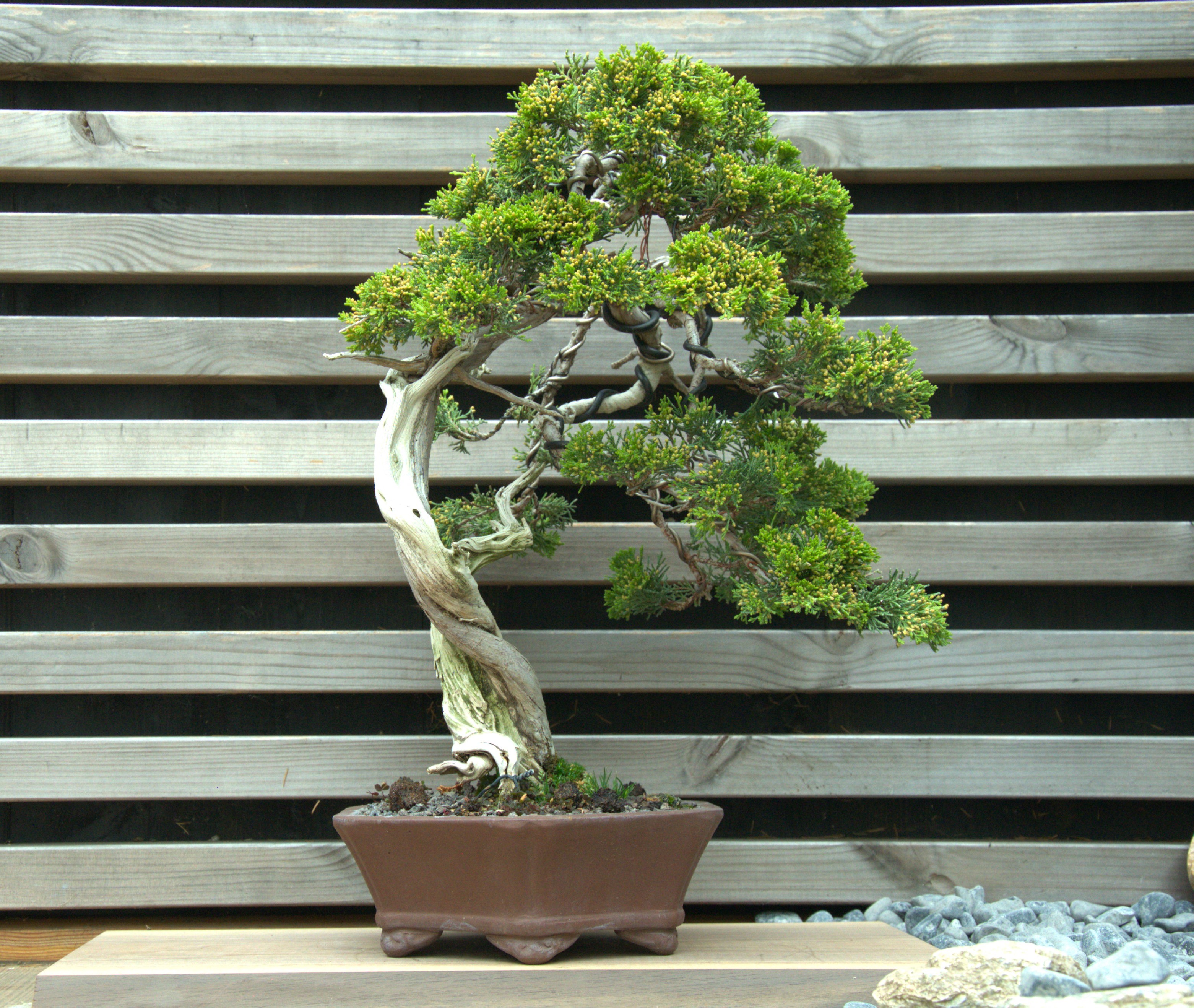 Juniperus sabina