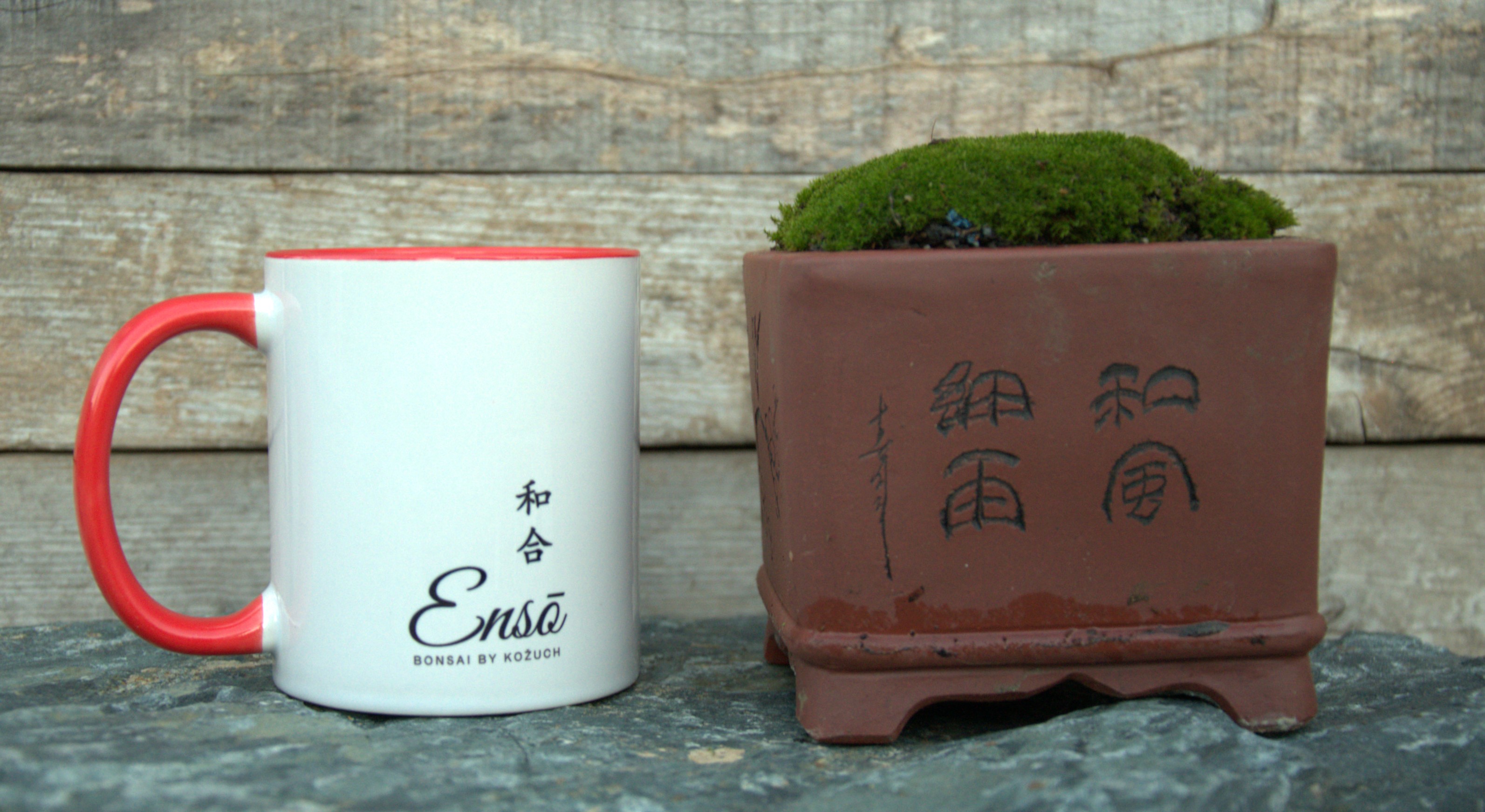 Ceramic Bonsai Pot with live Moss