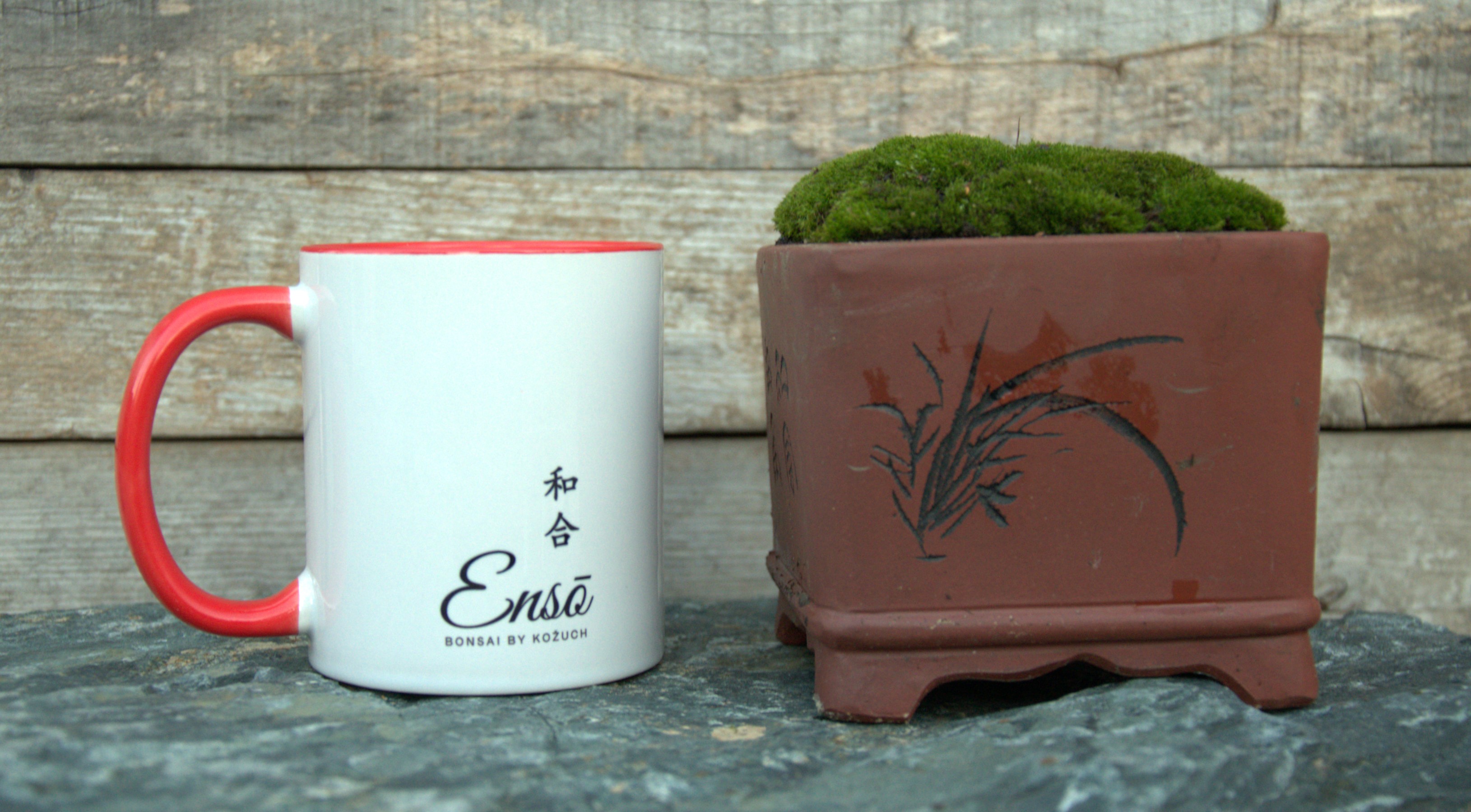 Ceramic Bonsai Pot with live Moss