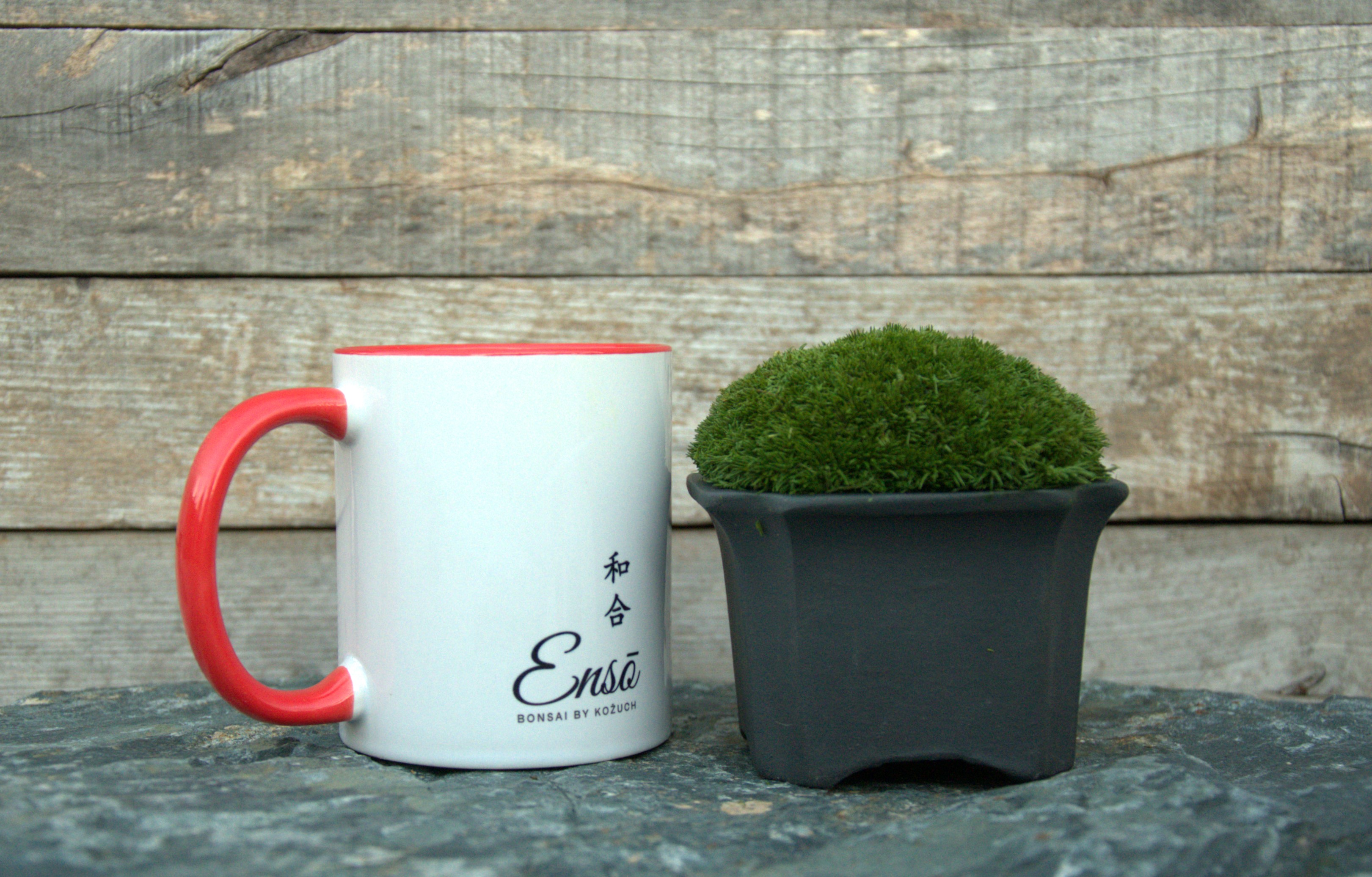 Ceramic Bonsai pot with stabilized moss