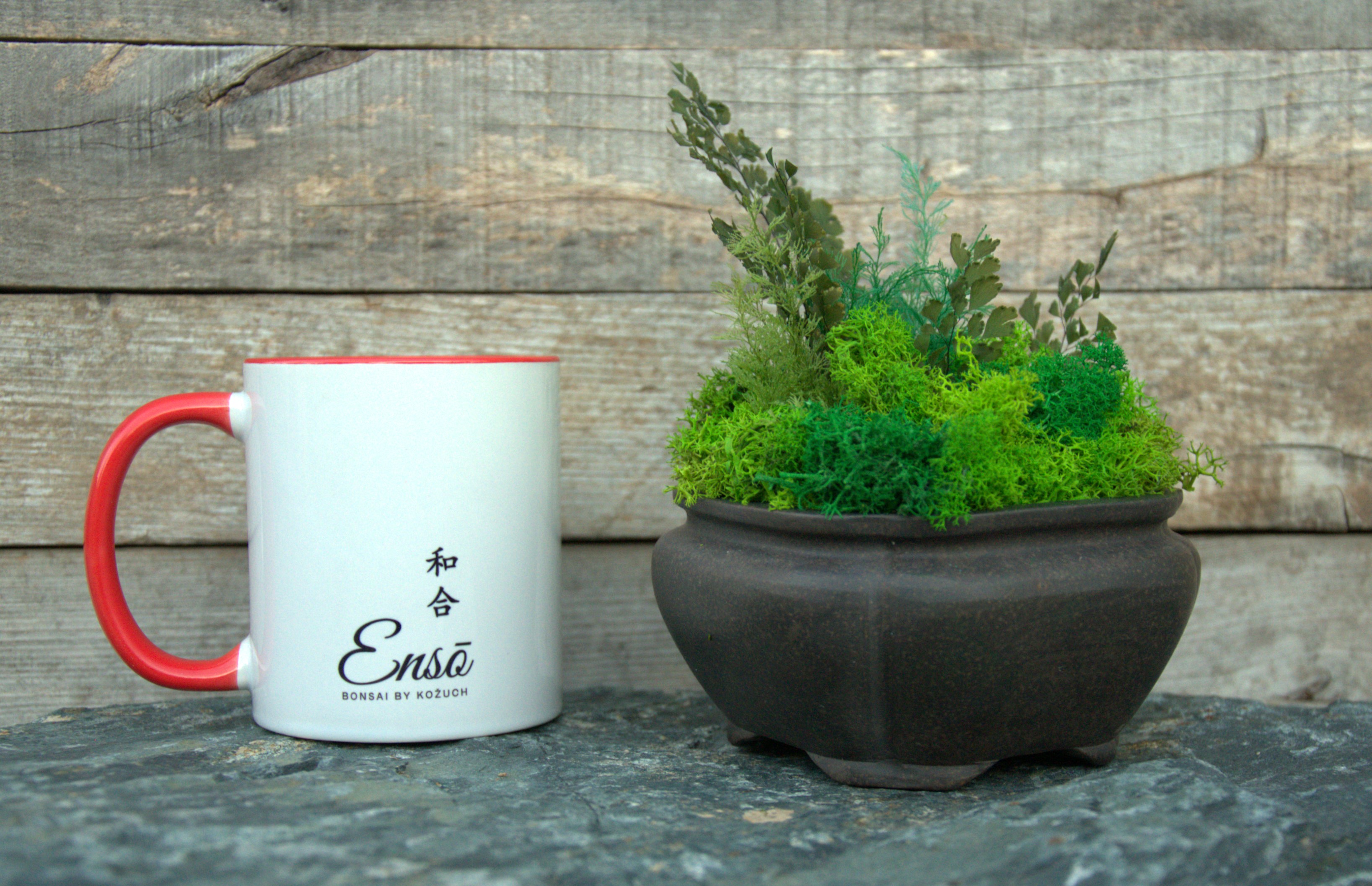 Ceramic Bonsai pot with stabilized moss