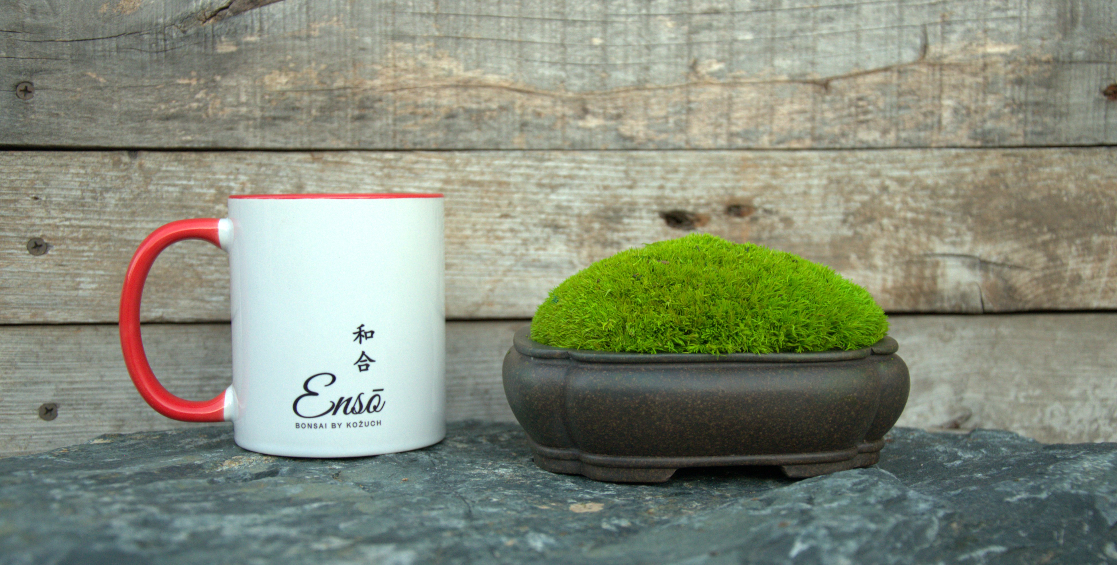 Ceramic Bonsai pot with stabilized moss