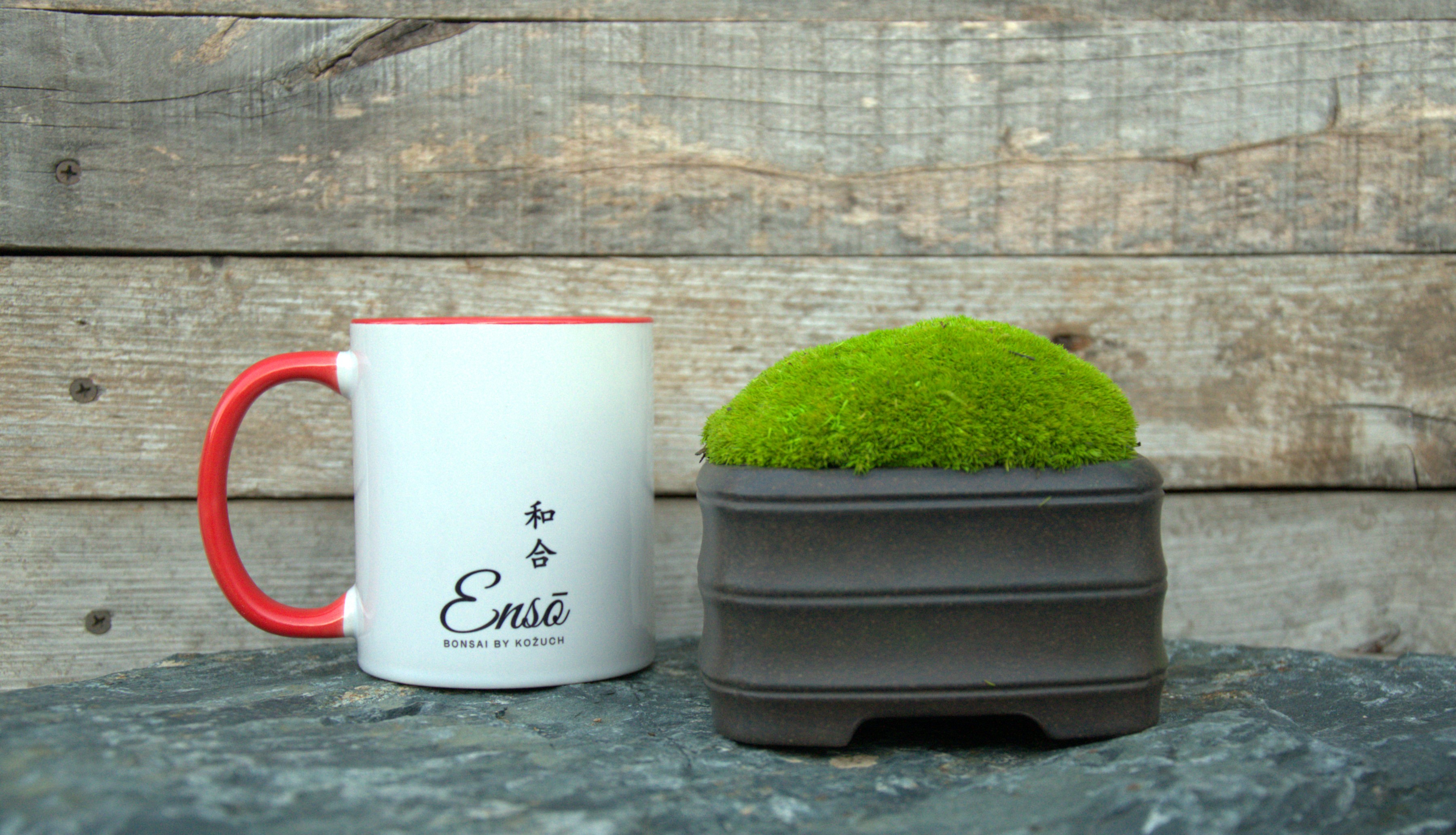 Ceramic Bonsai pot with stabilized moss