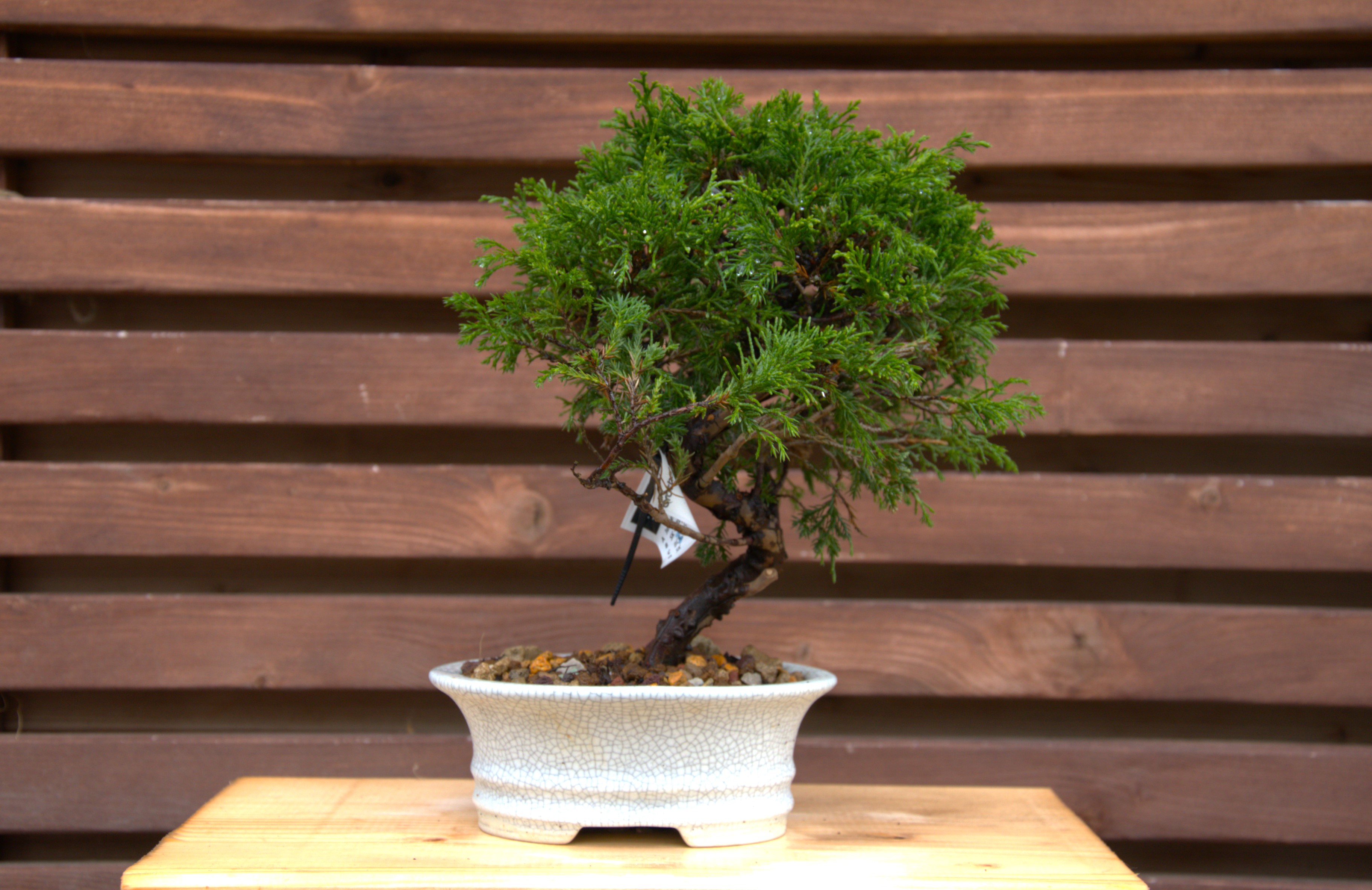 Juniperus chinensis itoigawa
