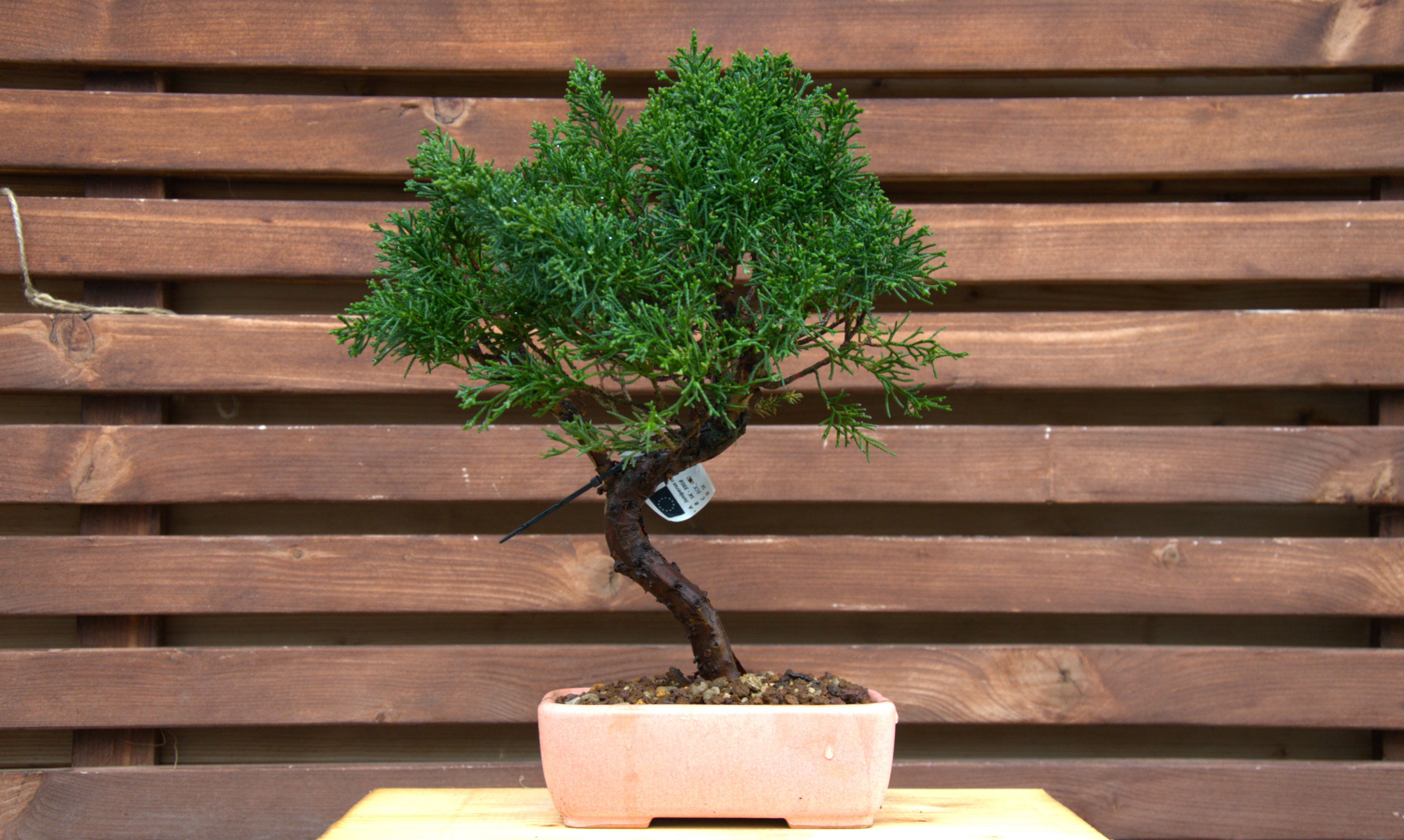 Juniperus chinensis kishu
