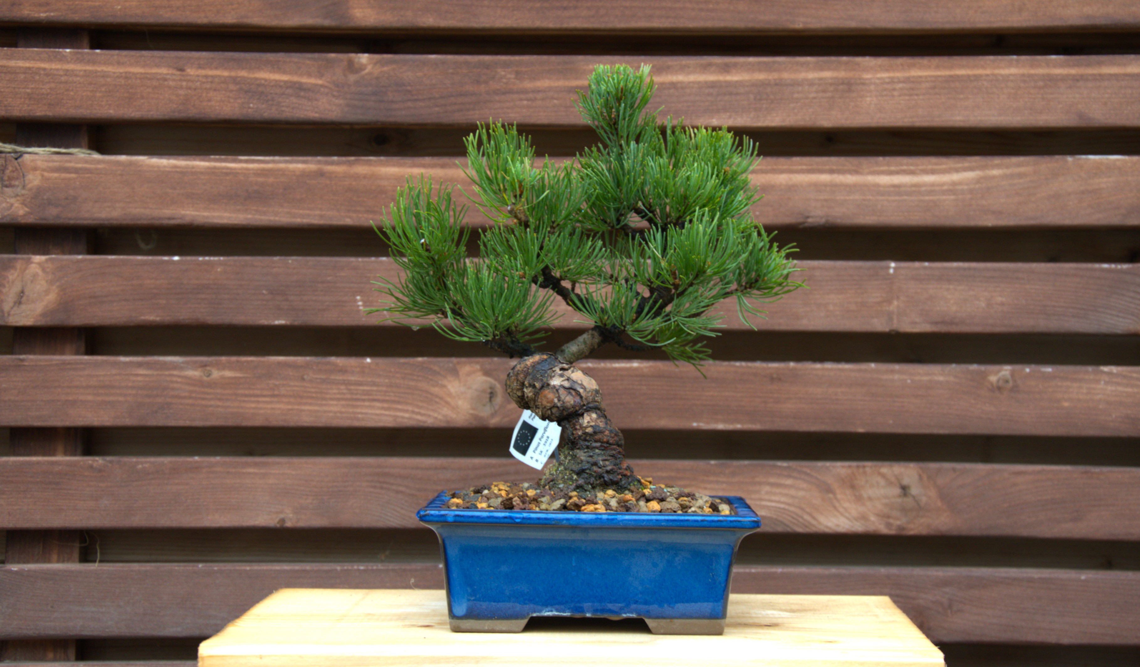Pinus parviflora