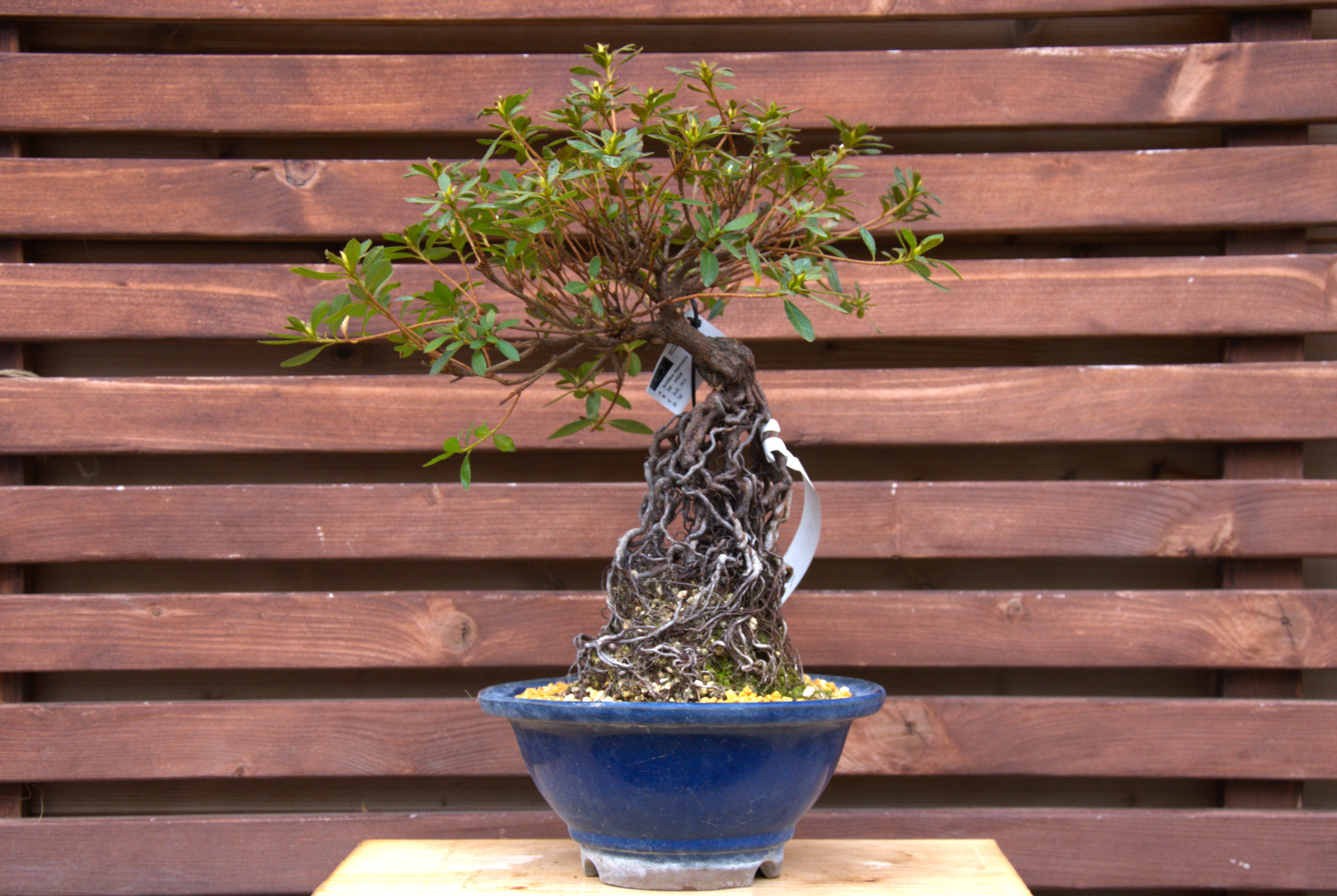 Satsuki azalea neagari